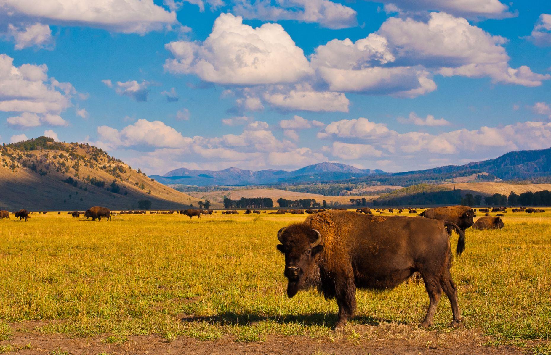 Yellowstone National Park Backcountry Permits, Yellowstone National Park, Wyoming, Montana and Idaho