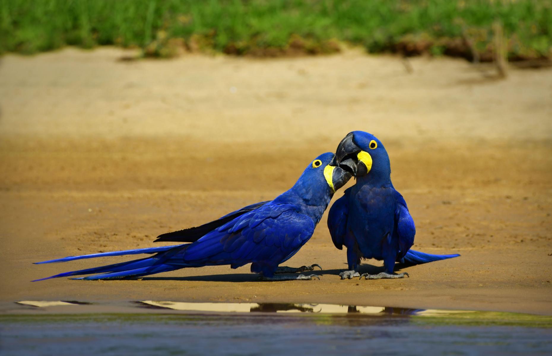 13. Brazil (24)