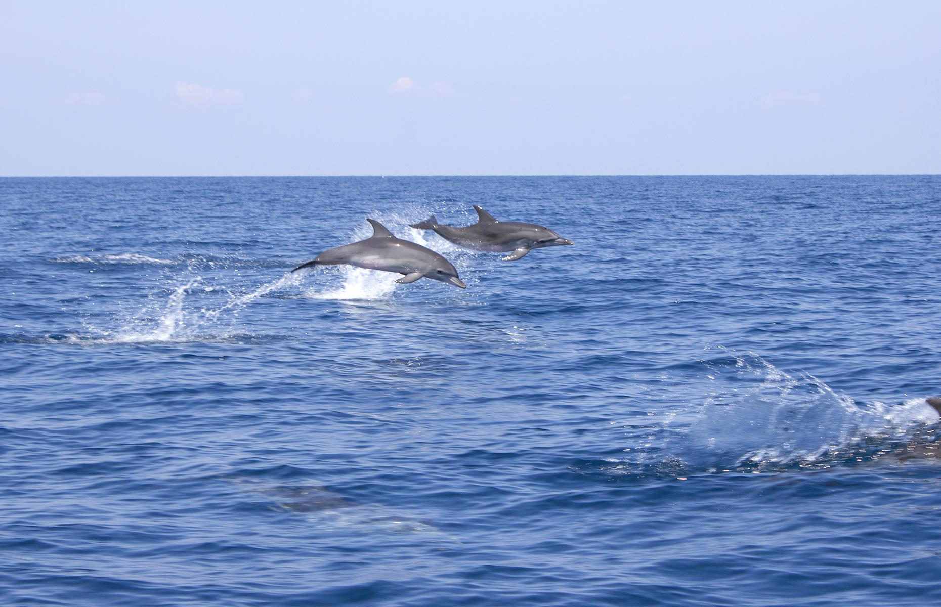 44: Dolphins at New Smyrna Beach