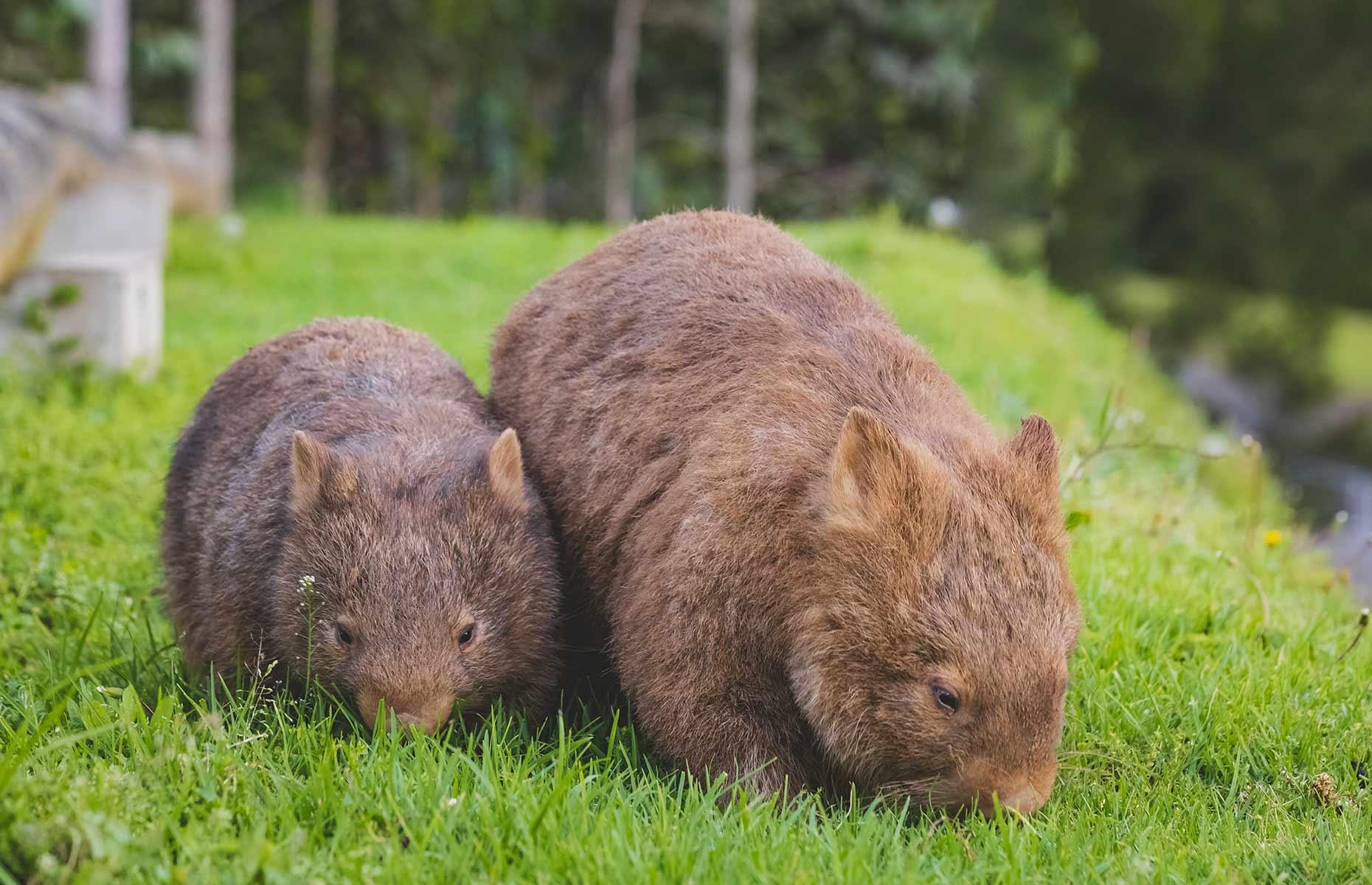 Protected species: wombats