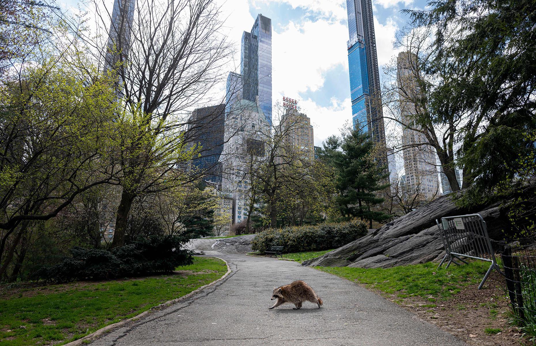 Noise pollution drops across the world