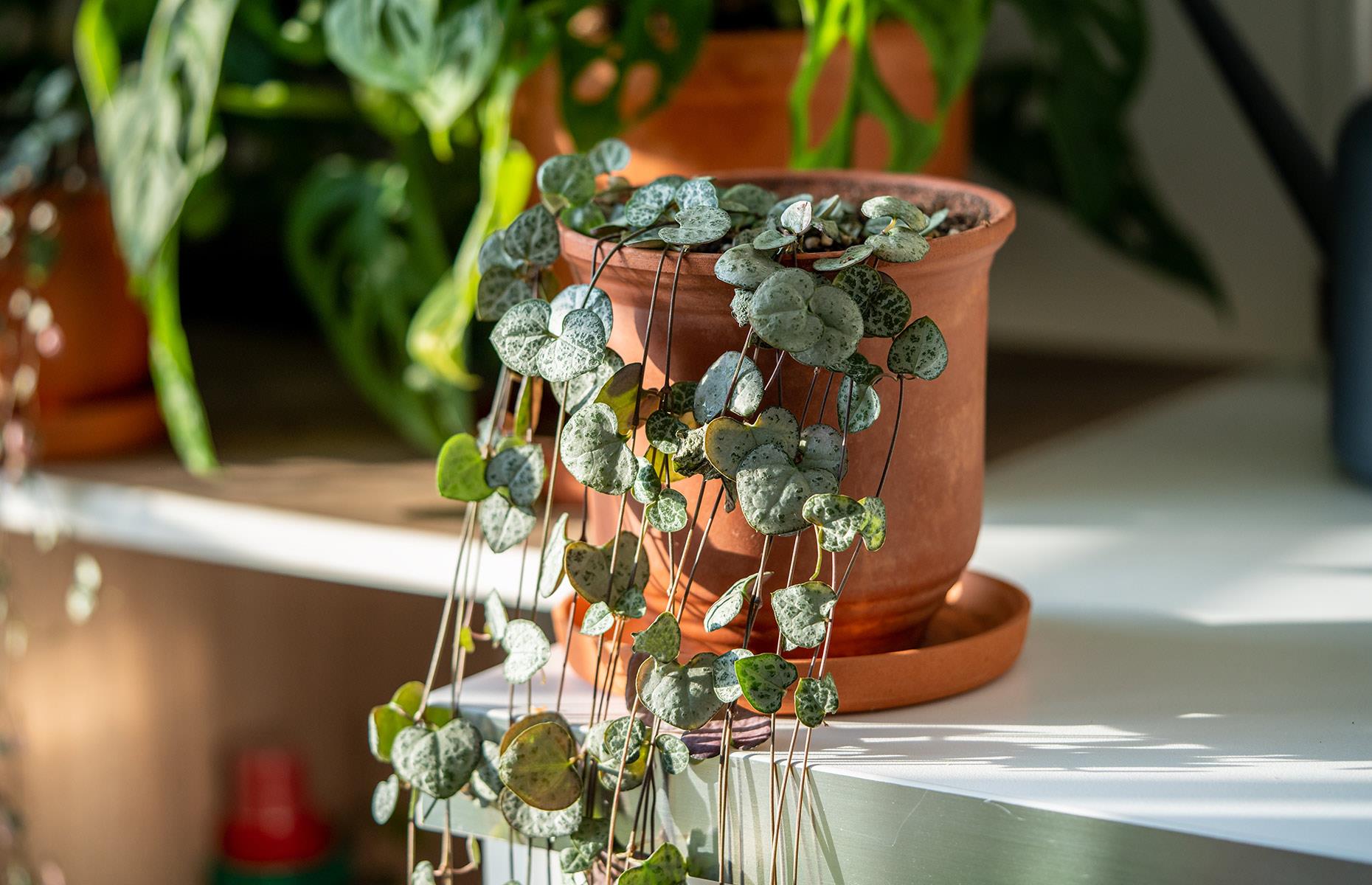 Dónde poner una planta de corazones