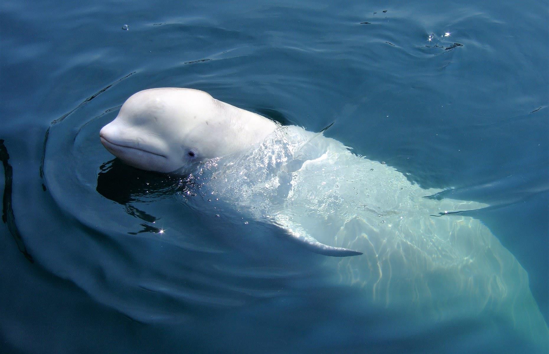 Watch for beluga whales, Churchill, Manitoba