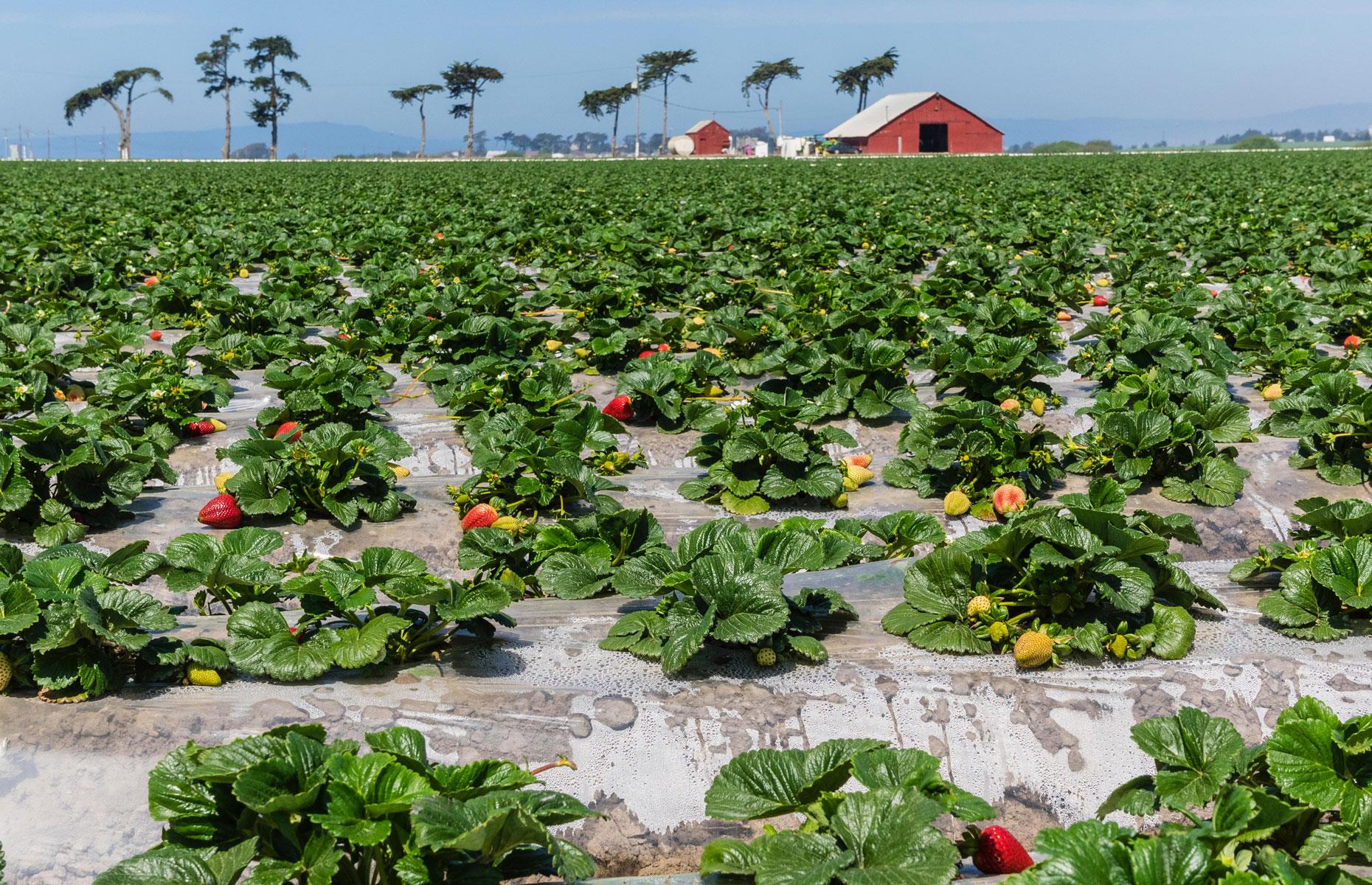 1. California: $59.3 billion