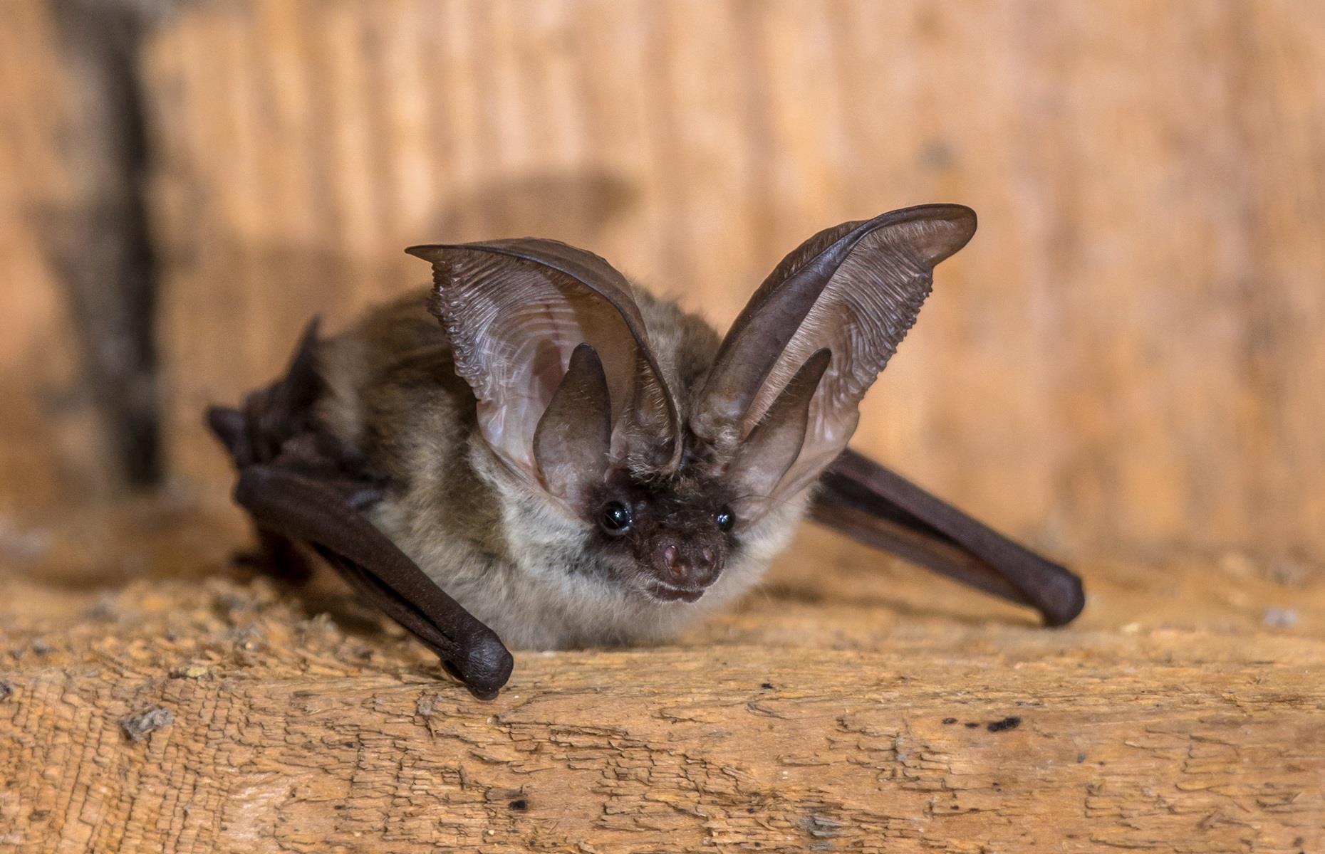 Protected species: bats