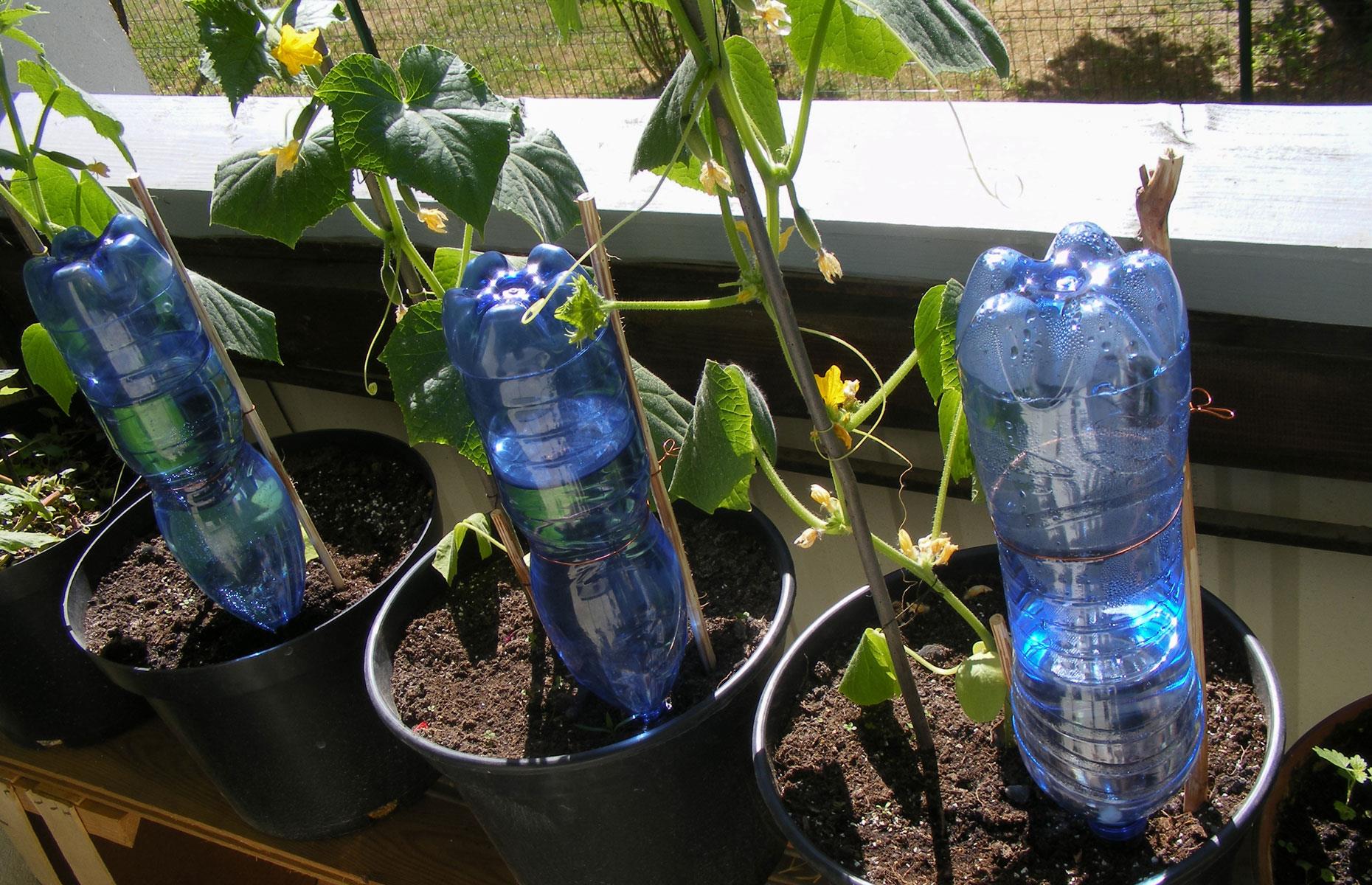 Create self-watering bottle planters