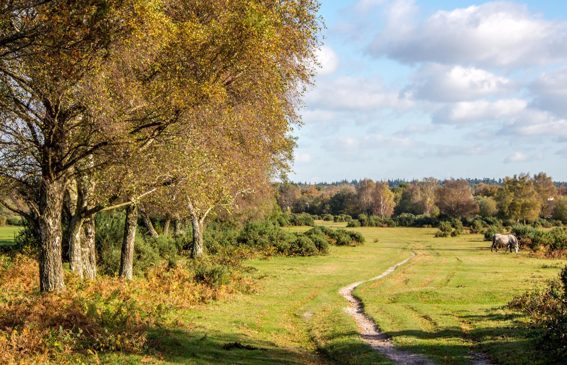 New Forest Walking and Cycling Festival, Hampshire, England