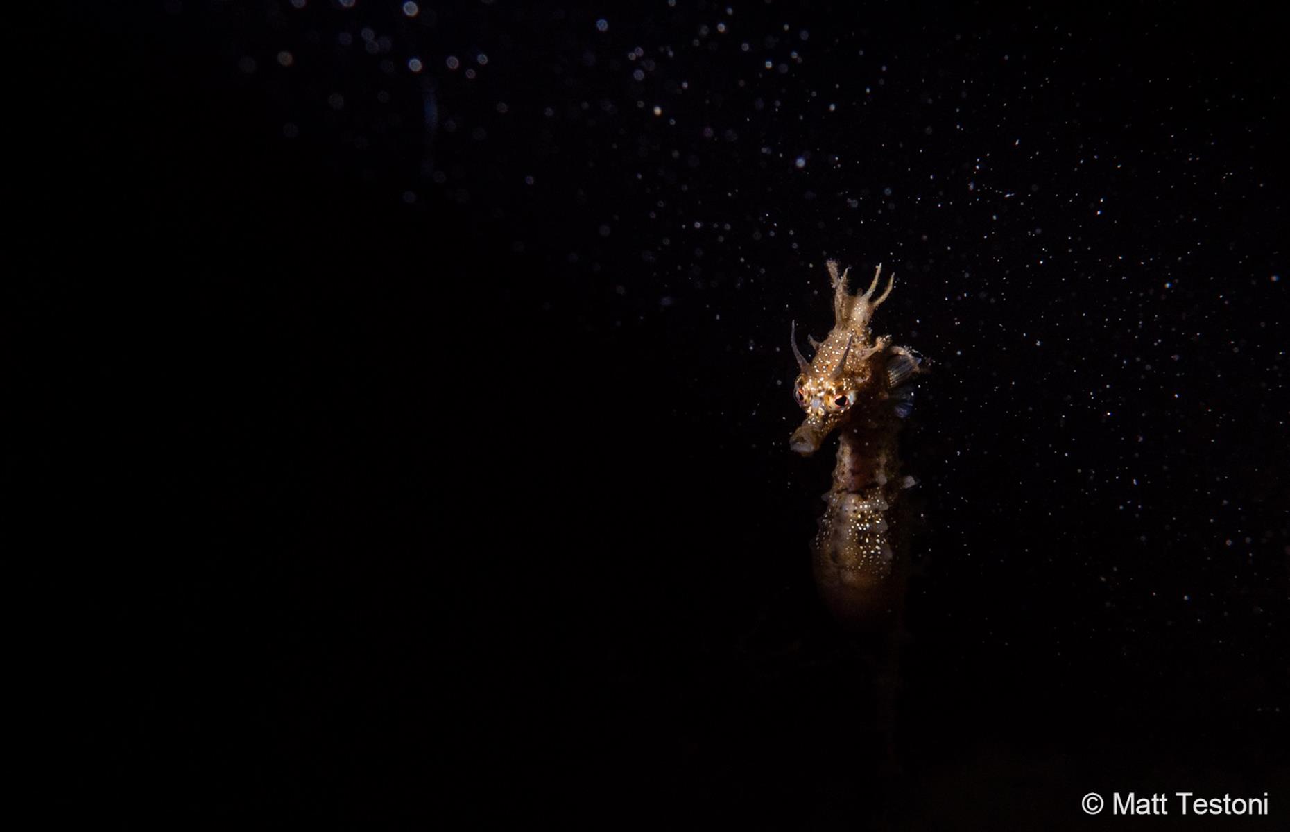 Midnight Seahorse by Matt Testoni