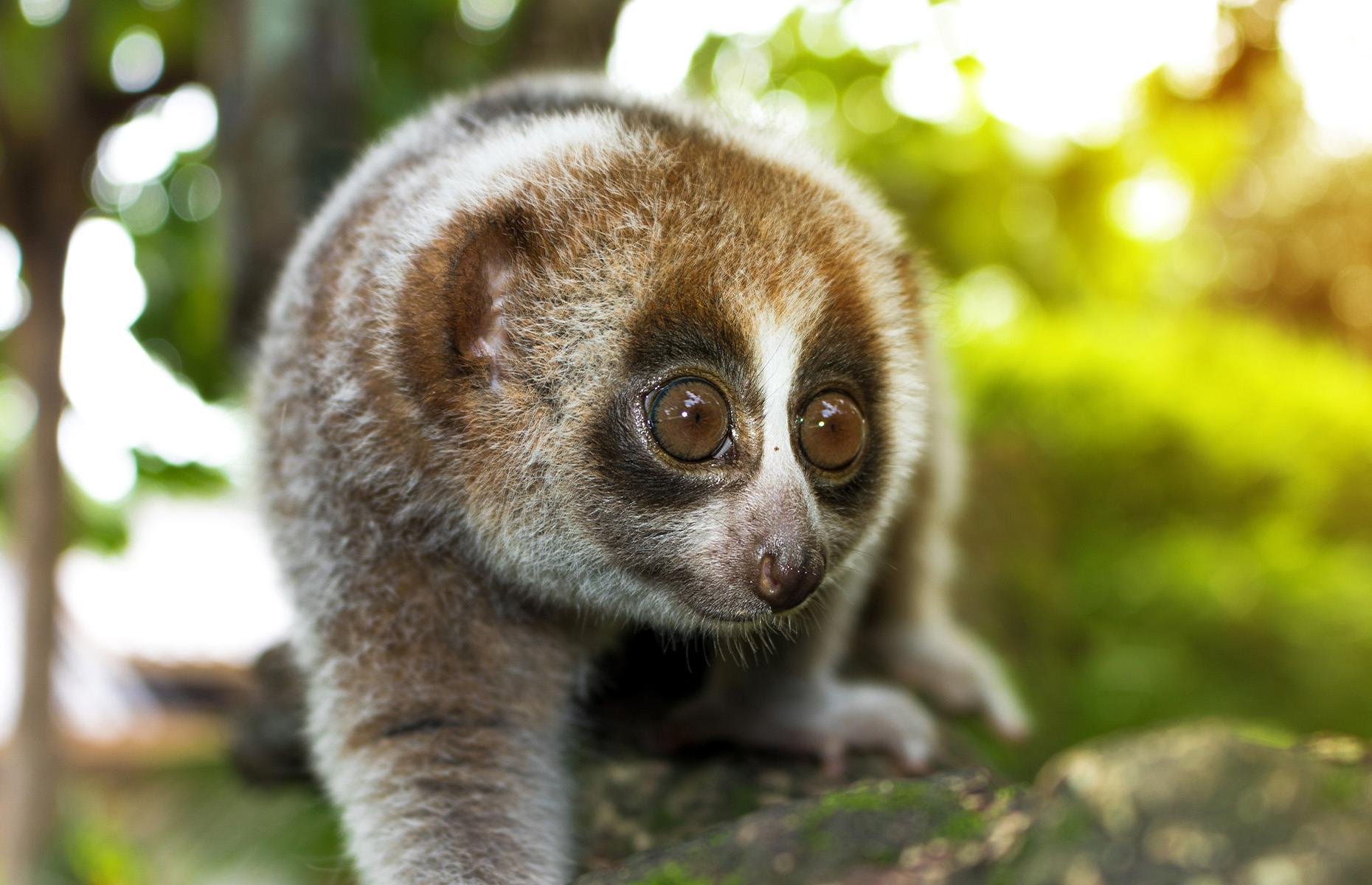 Bébé Loris Lent Couleur Plate PNG , Loris Lent, Animal, Clipart Image PNG  pour le téléchargement libre, image size:1860x1200