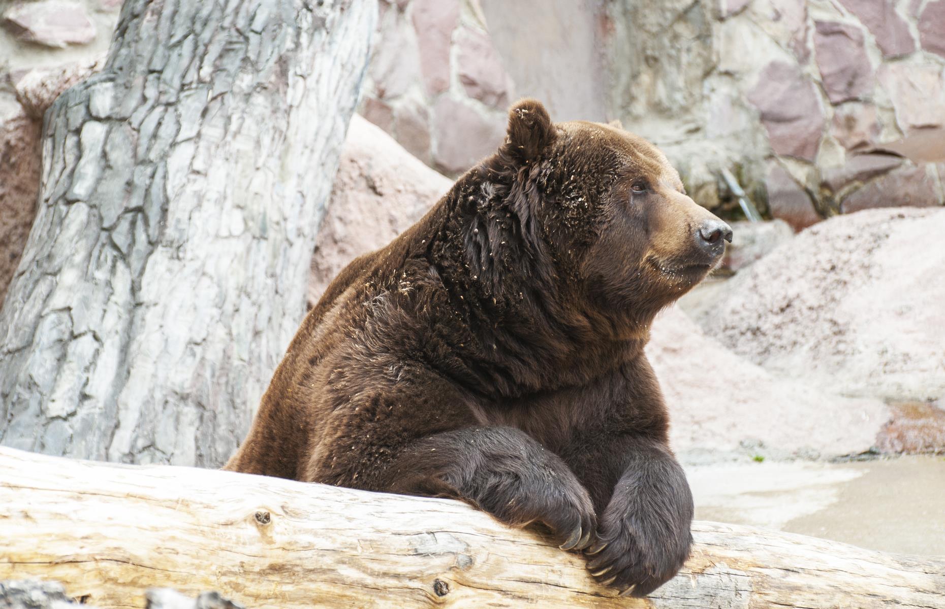 Alaska Zoo, Anchorage, Alaska