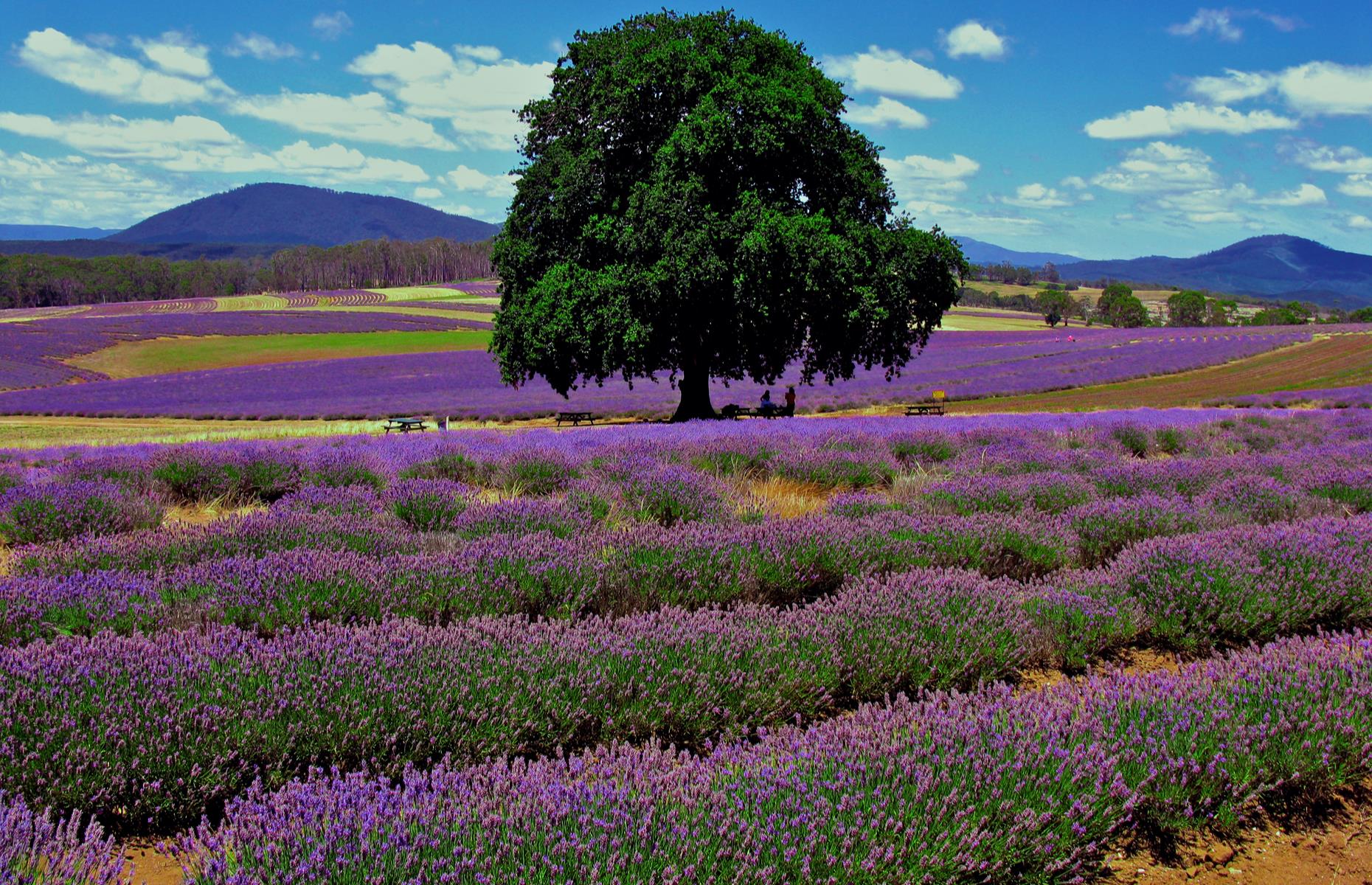 Bridestowe Lavender Estate, Tasmania