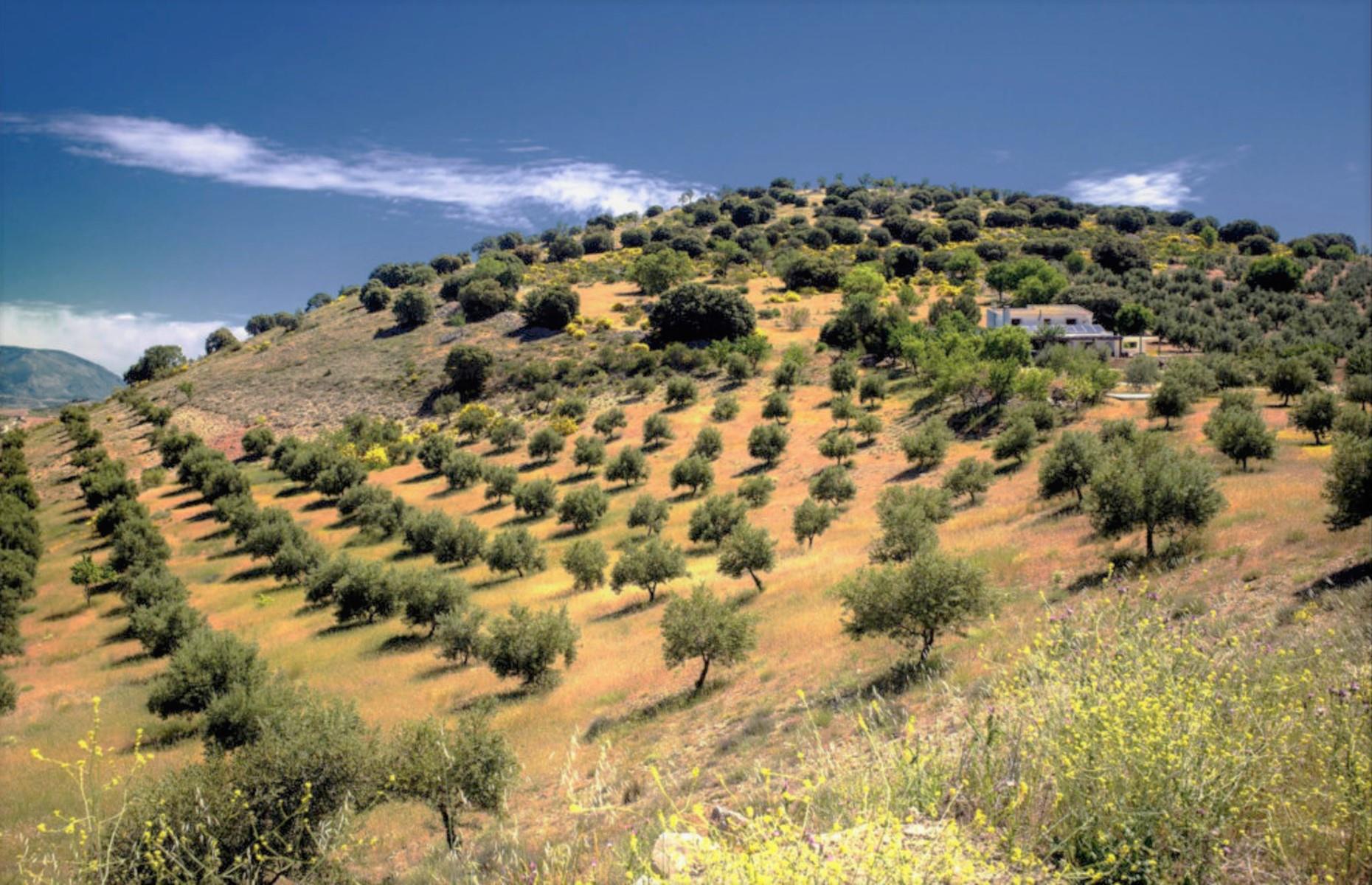 Off-grid cortijo with olive and almond groves, Granada, Spain: £210,000 ($263k)