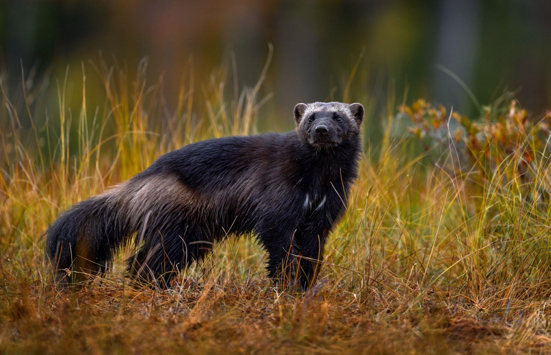 16. Wolverine