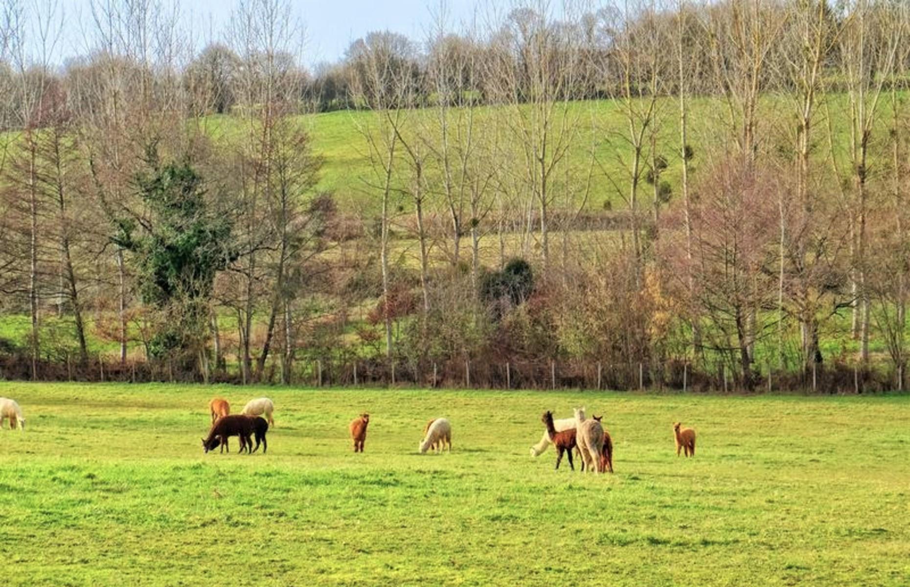 Contemporary bungalow with alpaca farm, Charente, France: £220,000 ($276k) 