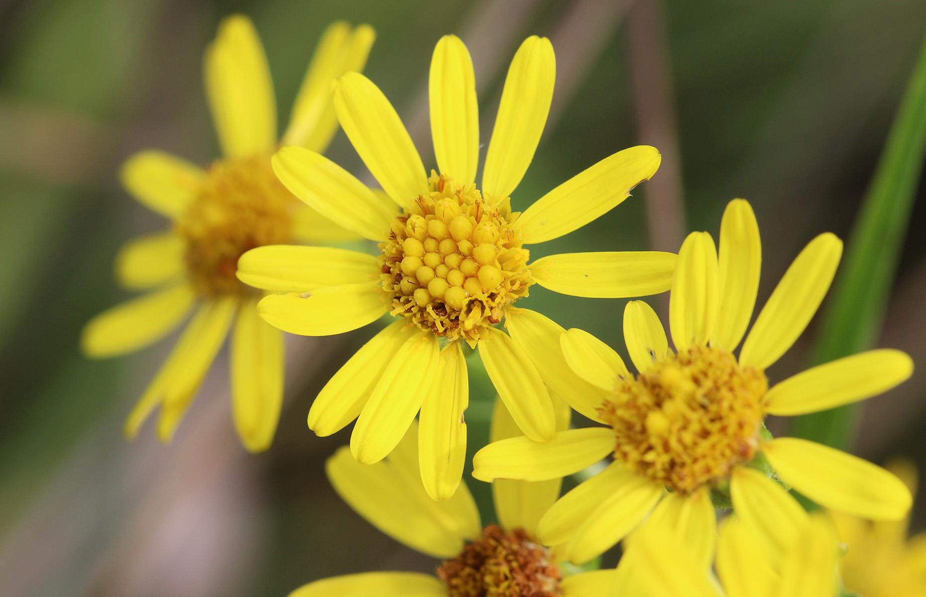 How to identify common ragwort