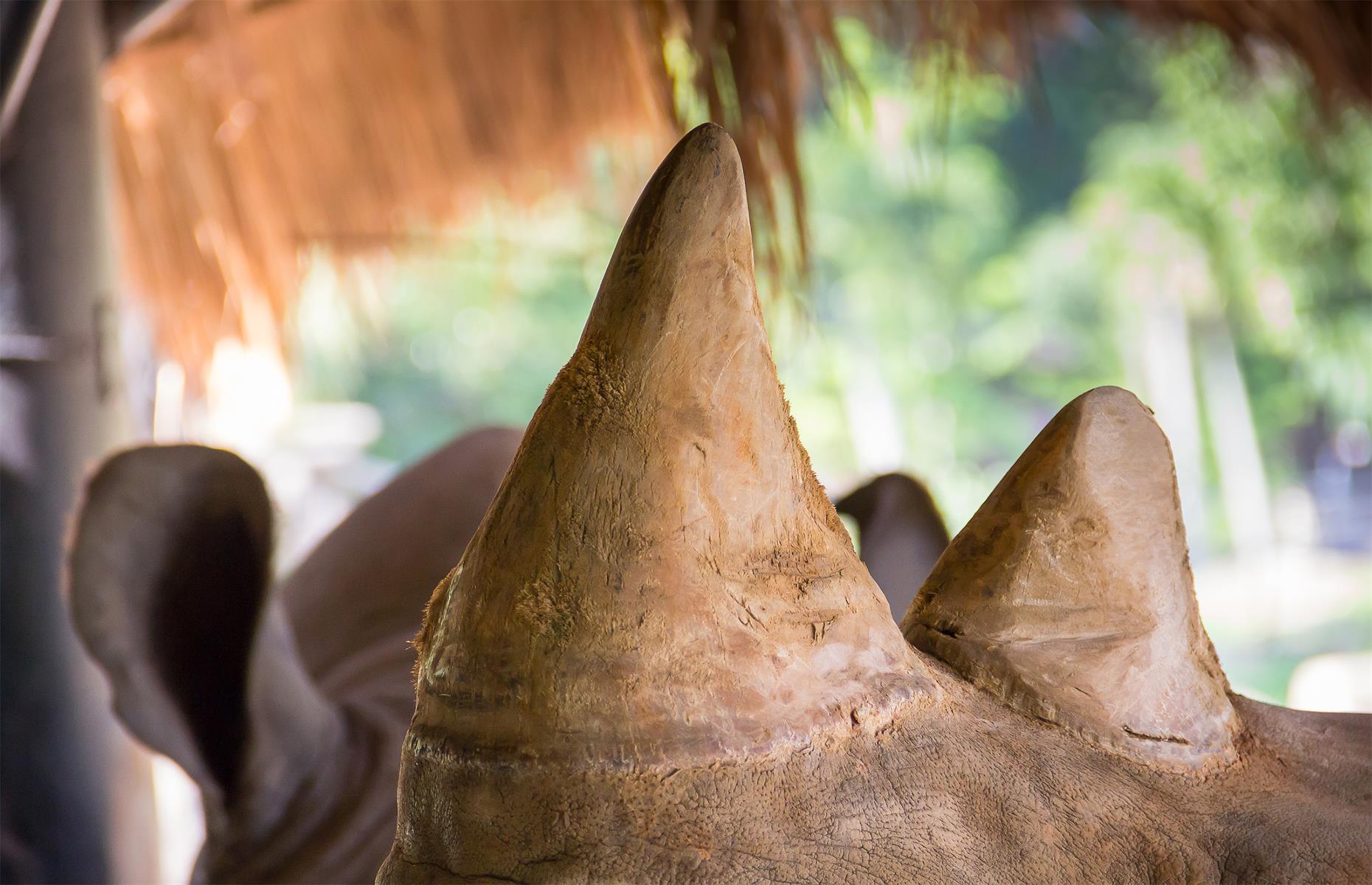 Rhino horn – $7,600 (£6.2k) auction fee