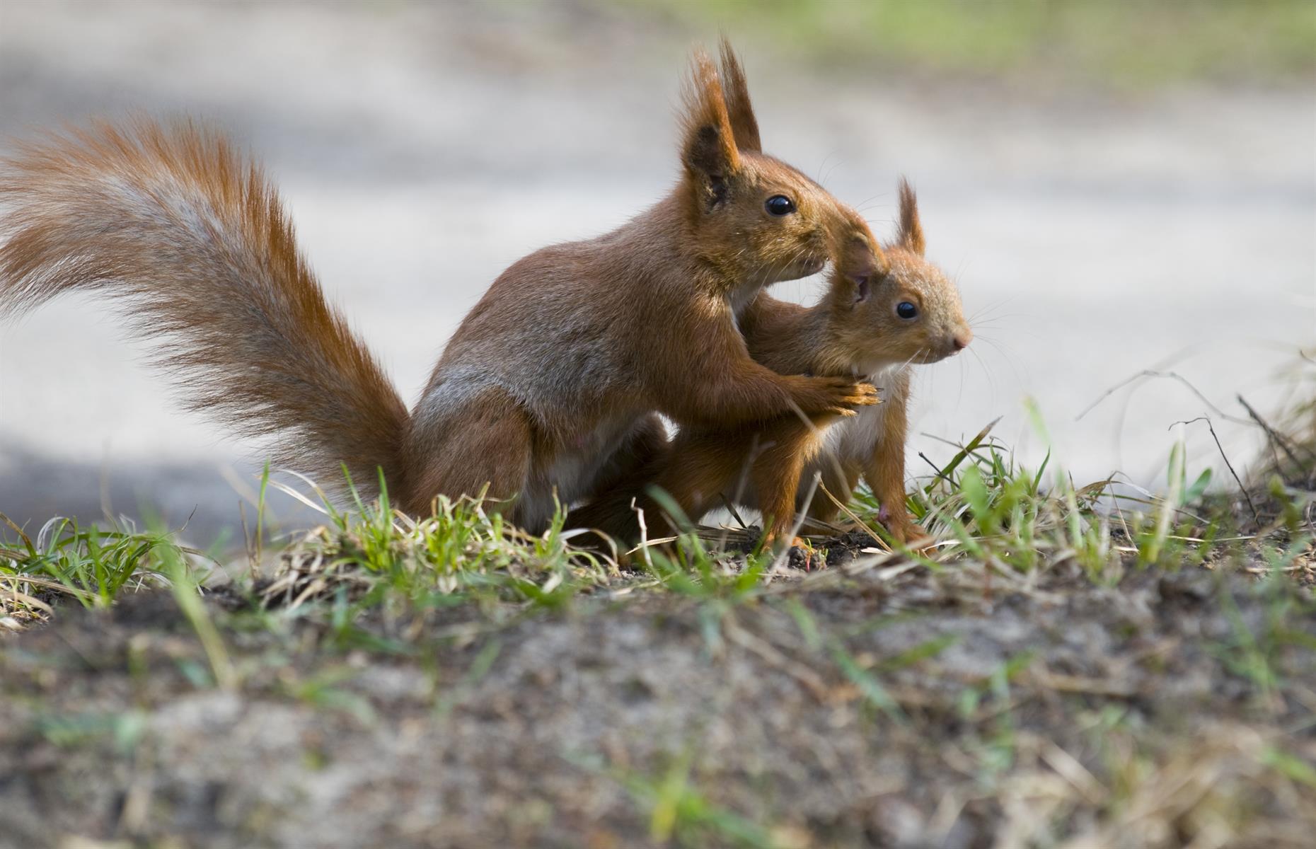 Squirrels adopt orphans