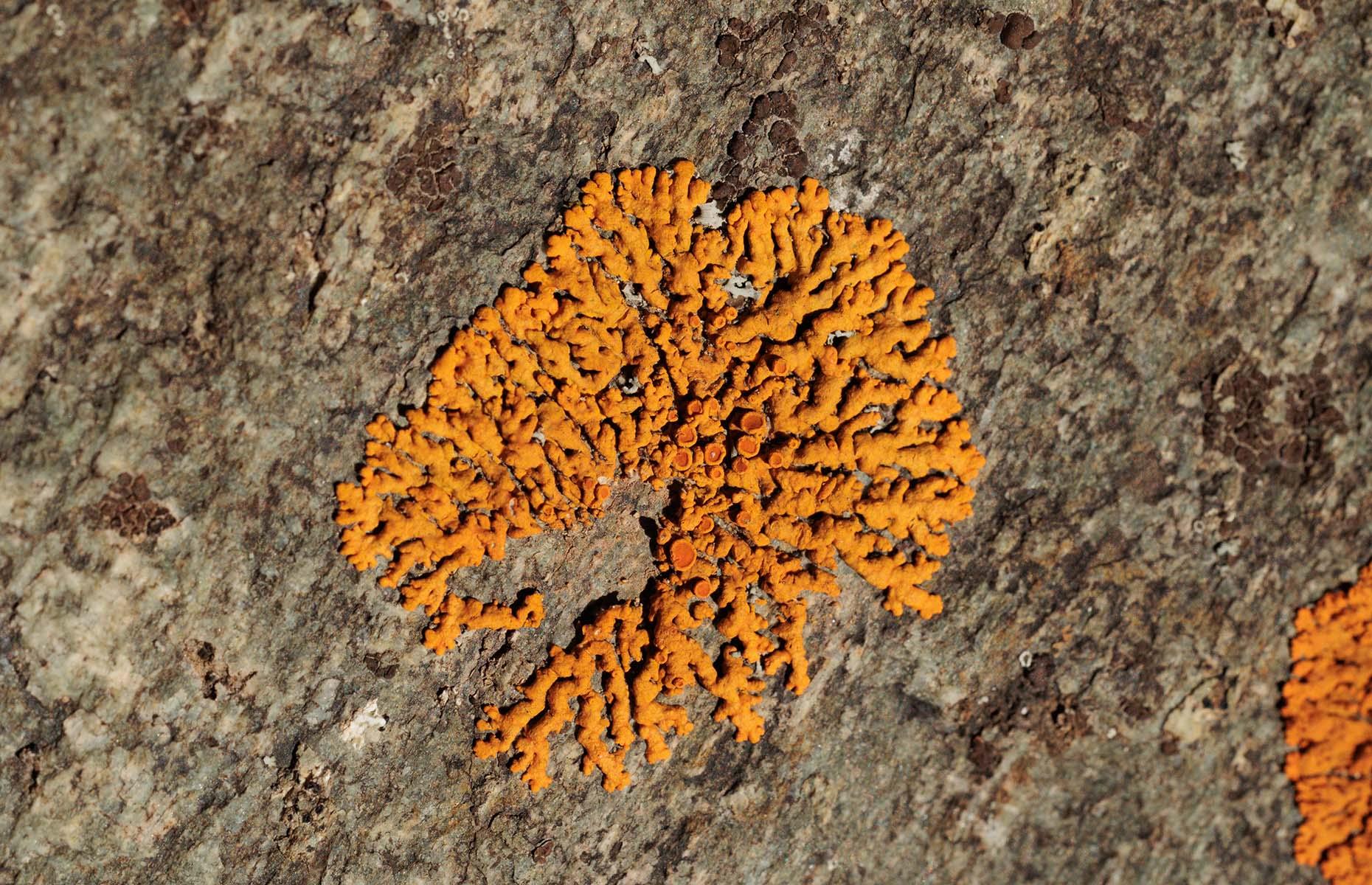 Barack Obama lichen