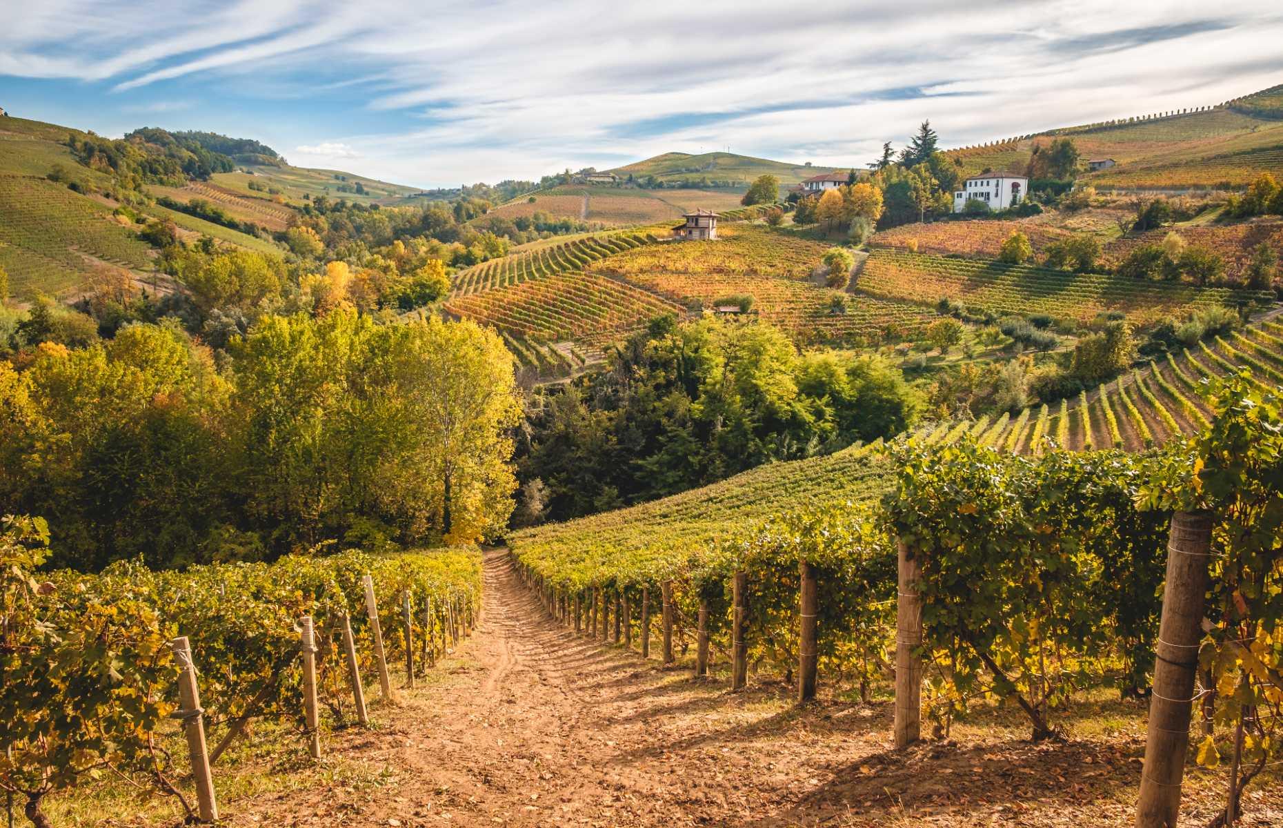 Vineyard Landscape of Piedmont: Langhe-Roero and Monferrato