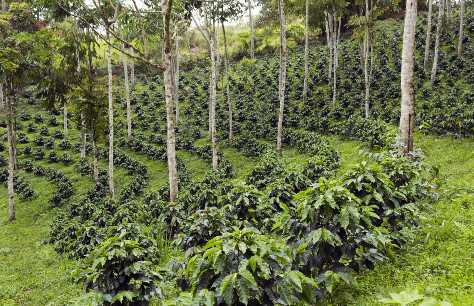 What is the point of shade-grown coffee?