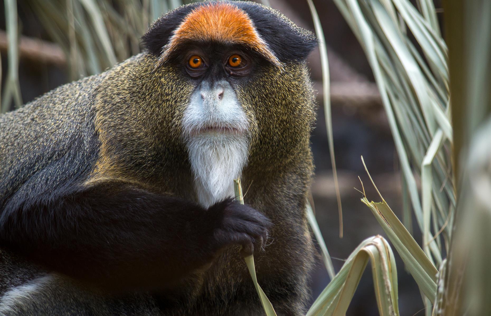 11. Make friends with the cutest animals