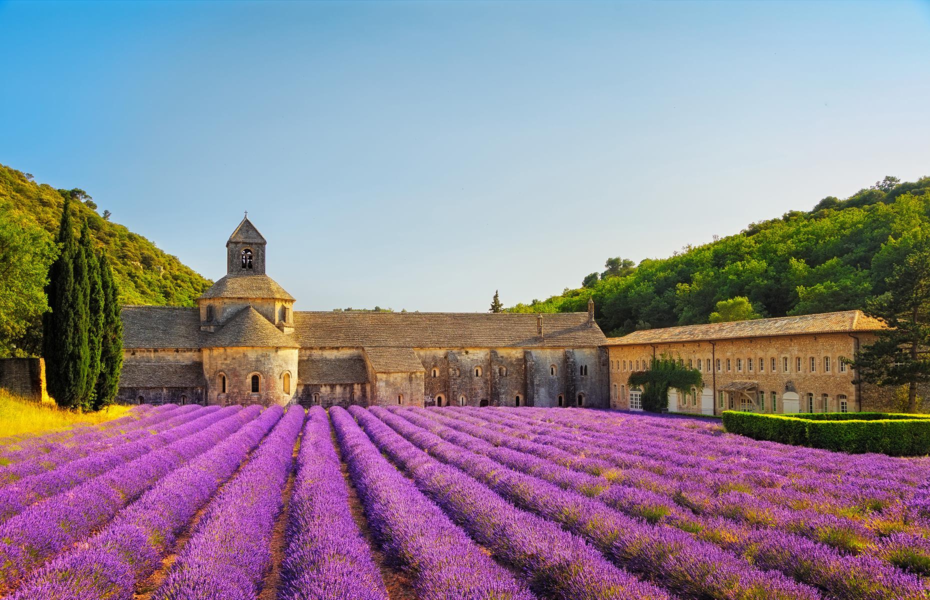 Blooming lavender, Provence, France