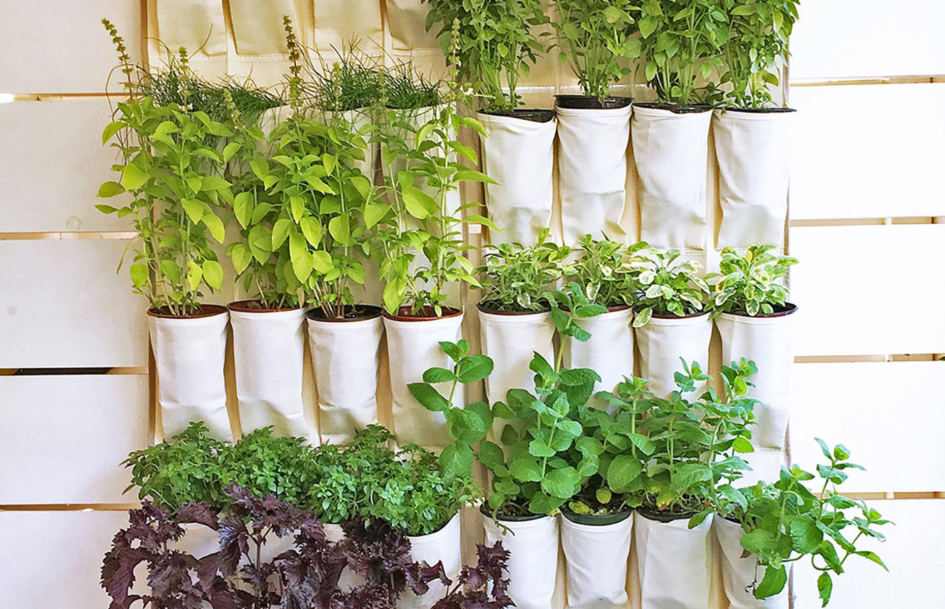 Make a herb garden from shoe storage