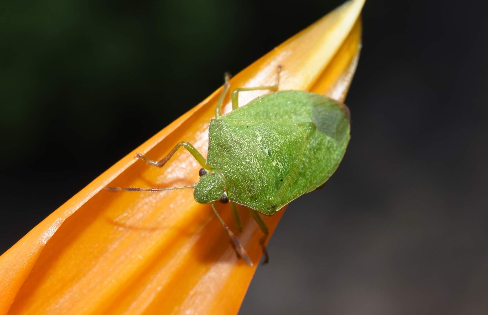 Southern green shield bug: treatment