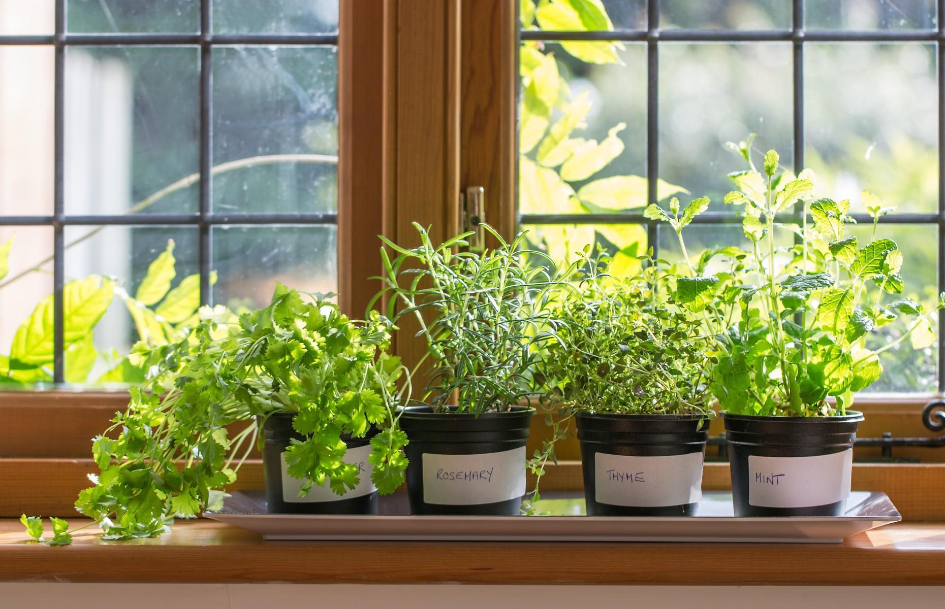 Create a mini greenhouse for your potted herbs