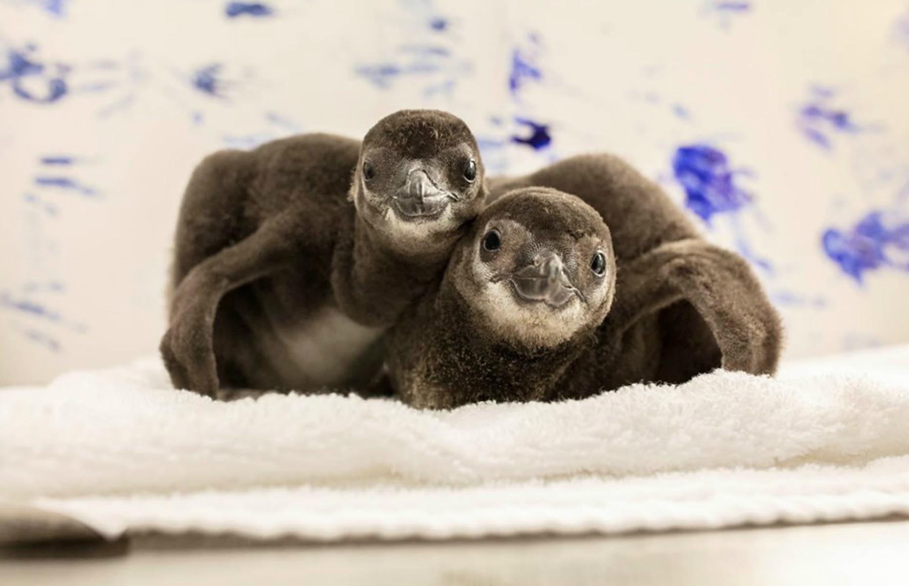 Shedd Aquarium, Chicago, Illinois