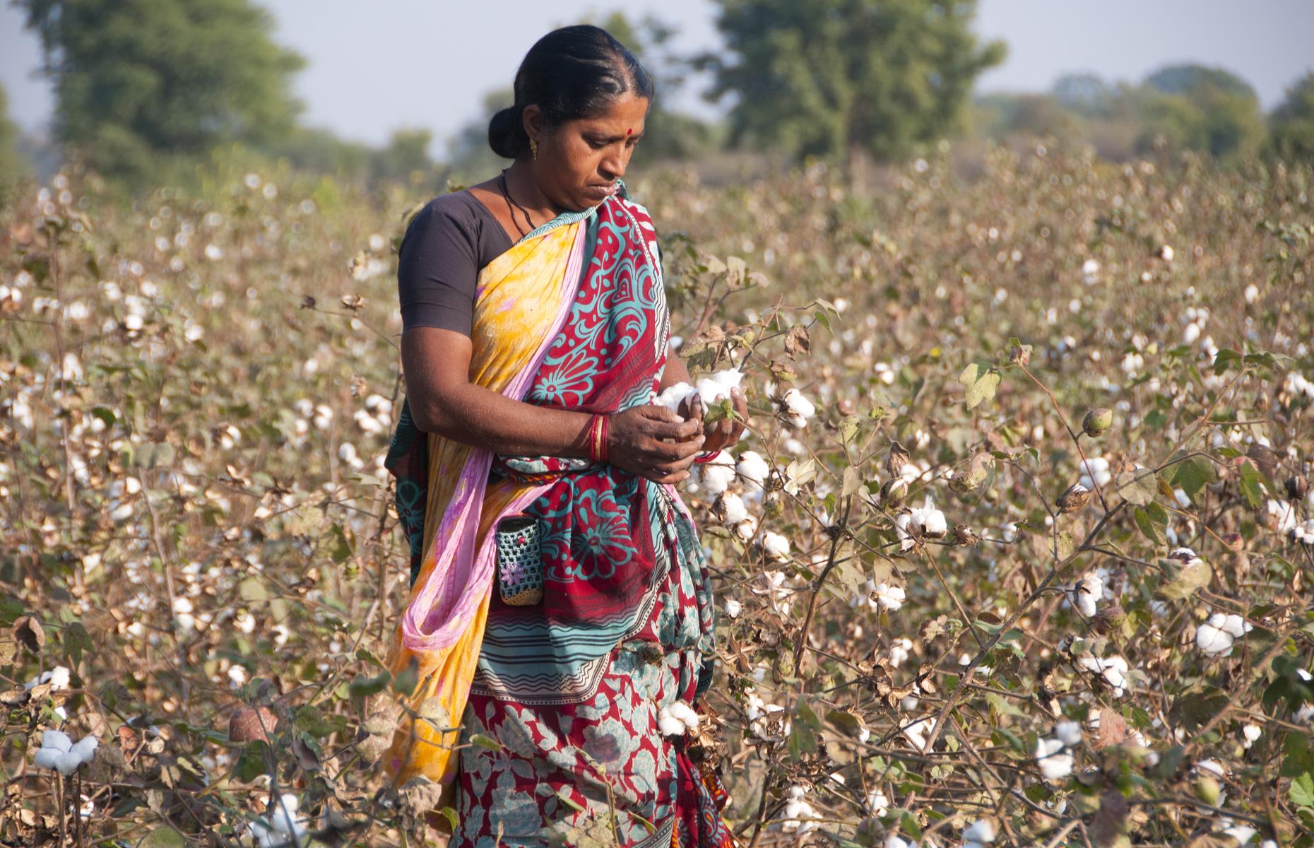 India banks on cotton