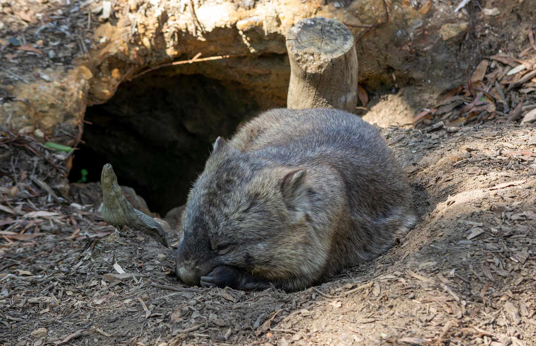 How to get rid of wombats legally