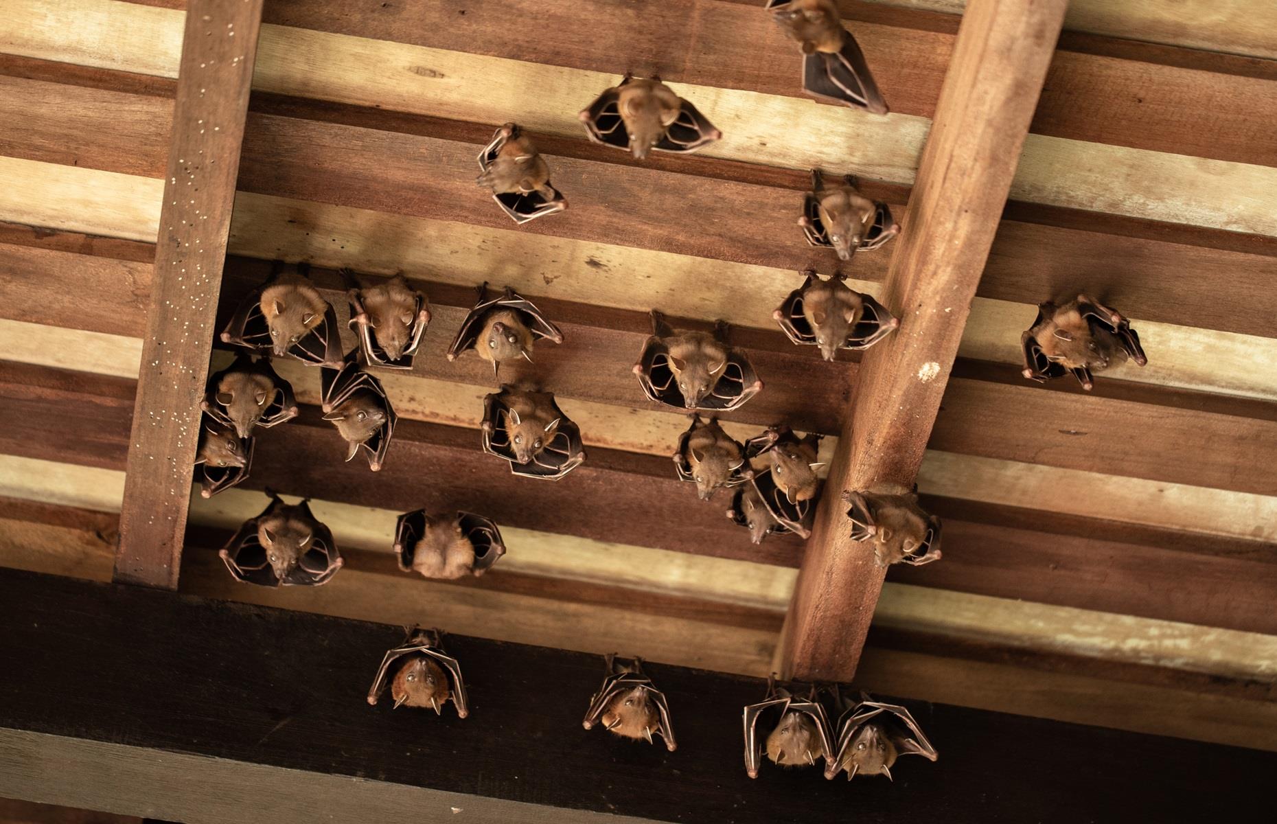 How to get rid of bats legally