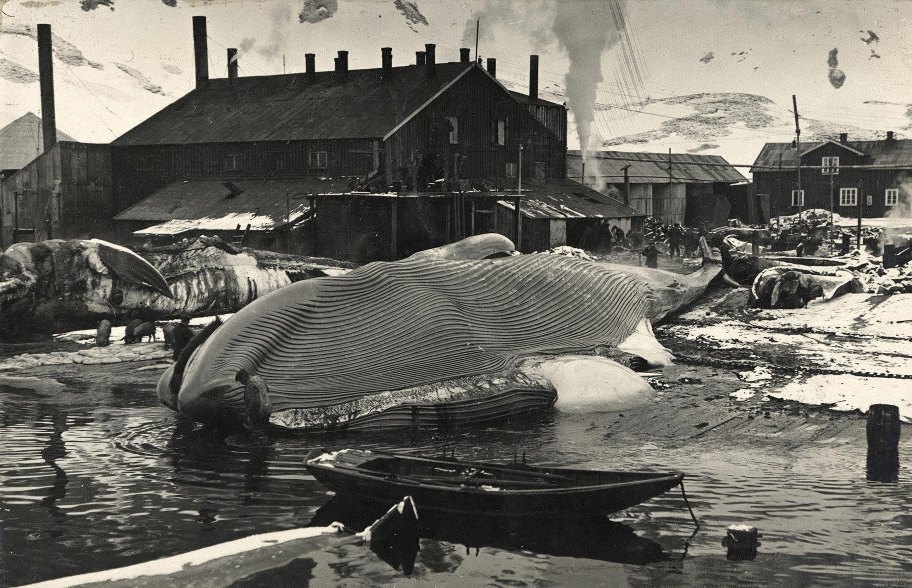 Then: Grytviken, South Georgia