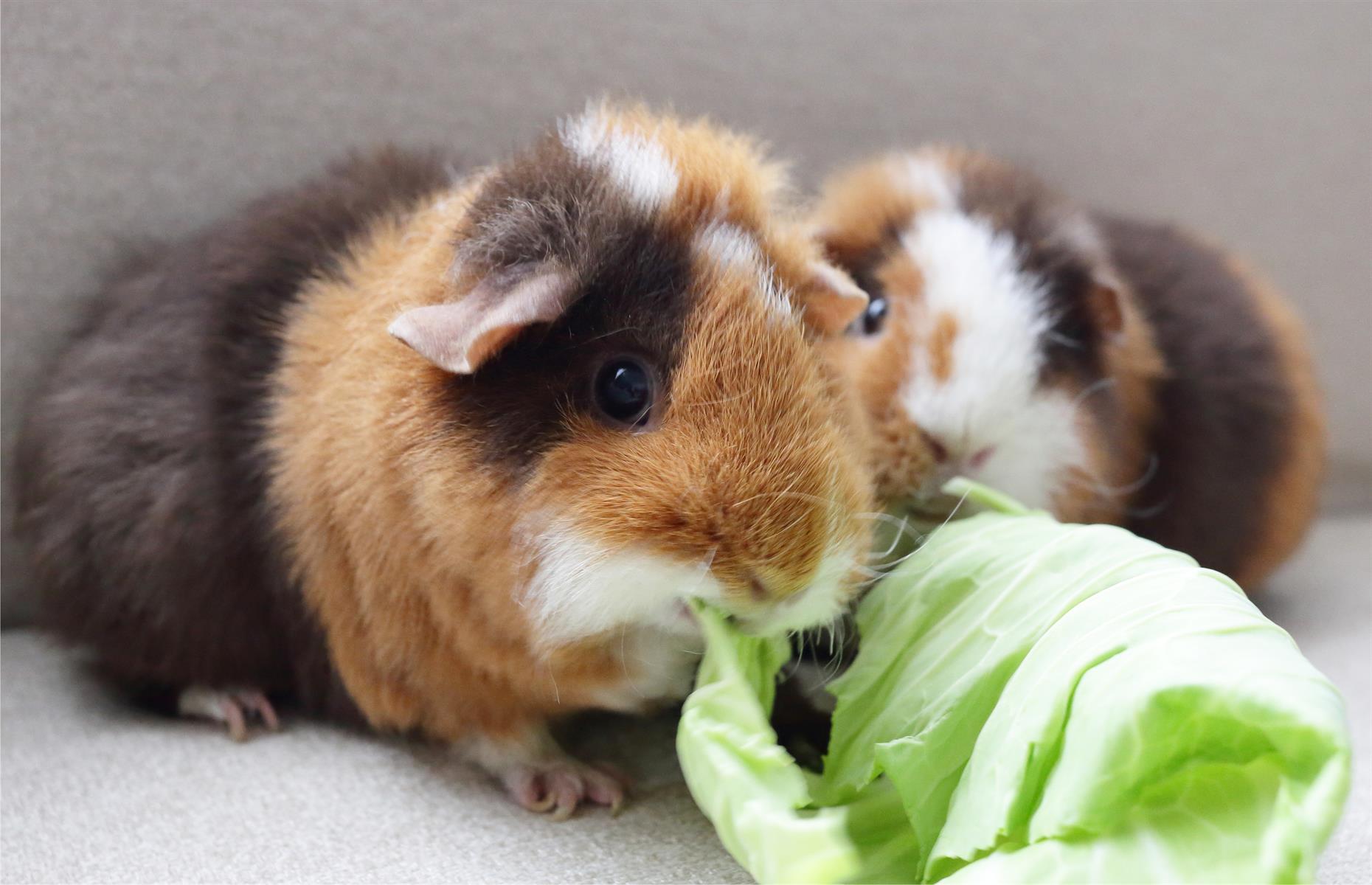 Menschen und Meerschweinchen produzieren kein Vitamin C