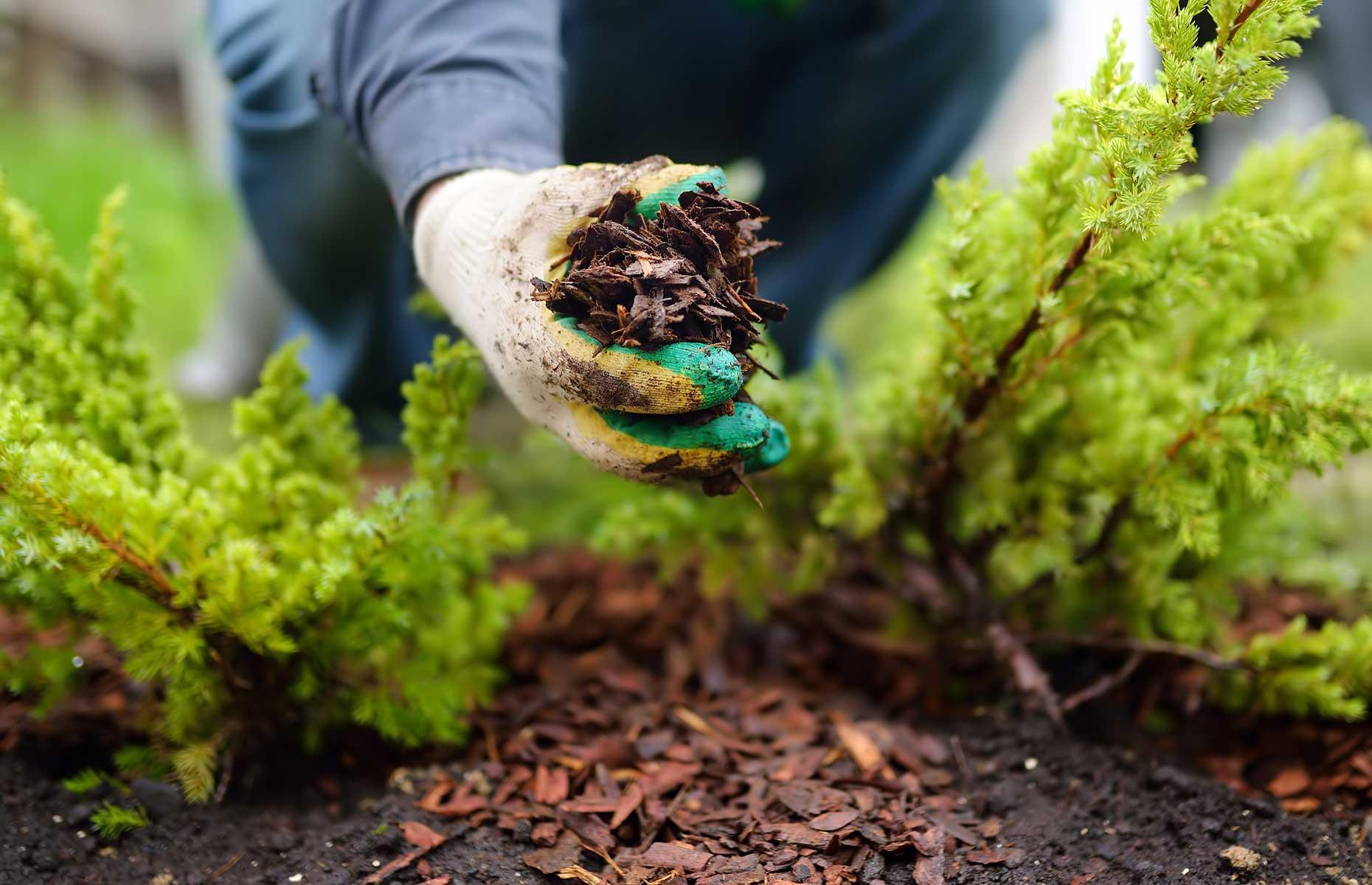 Using too much mulch