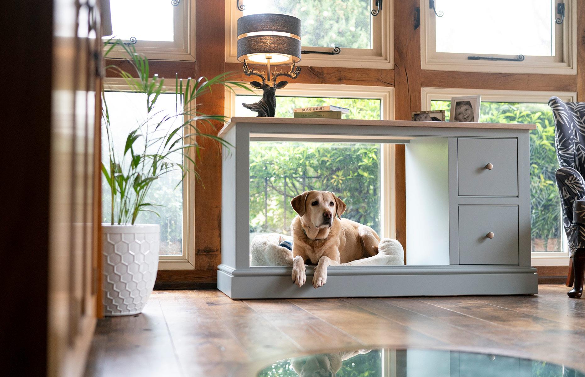 Pamper the pooch