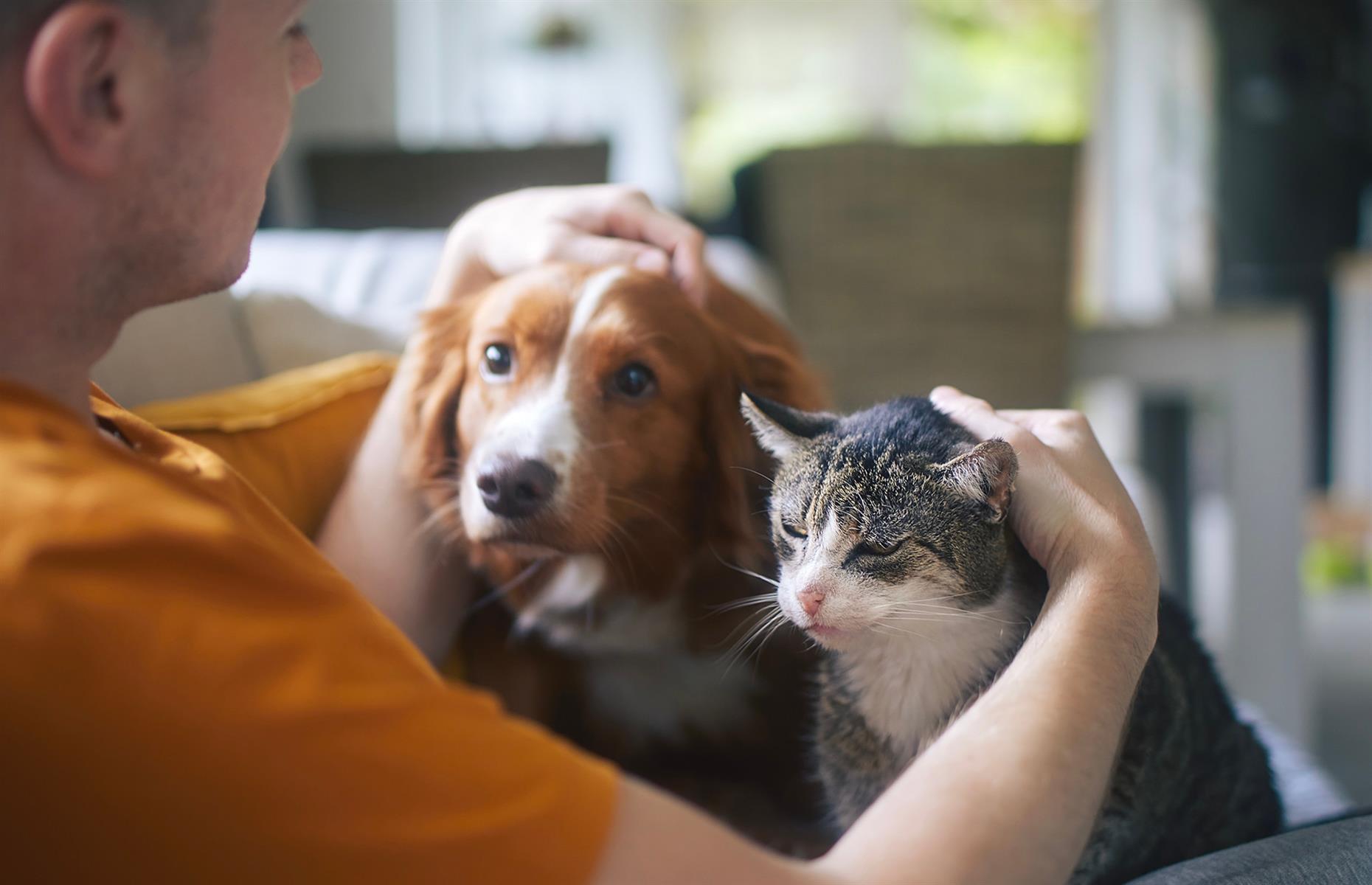 Become a pet-sitter