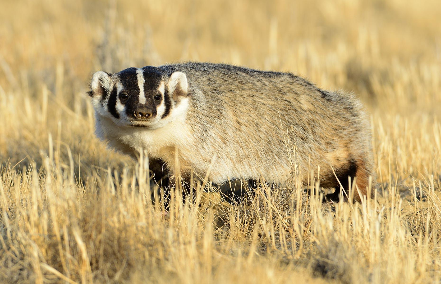 Protected species: badgers