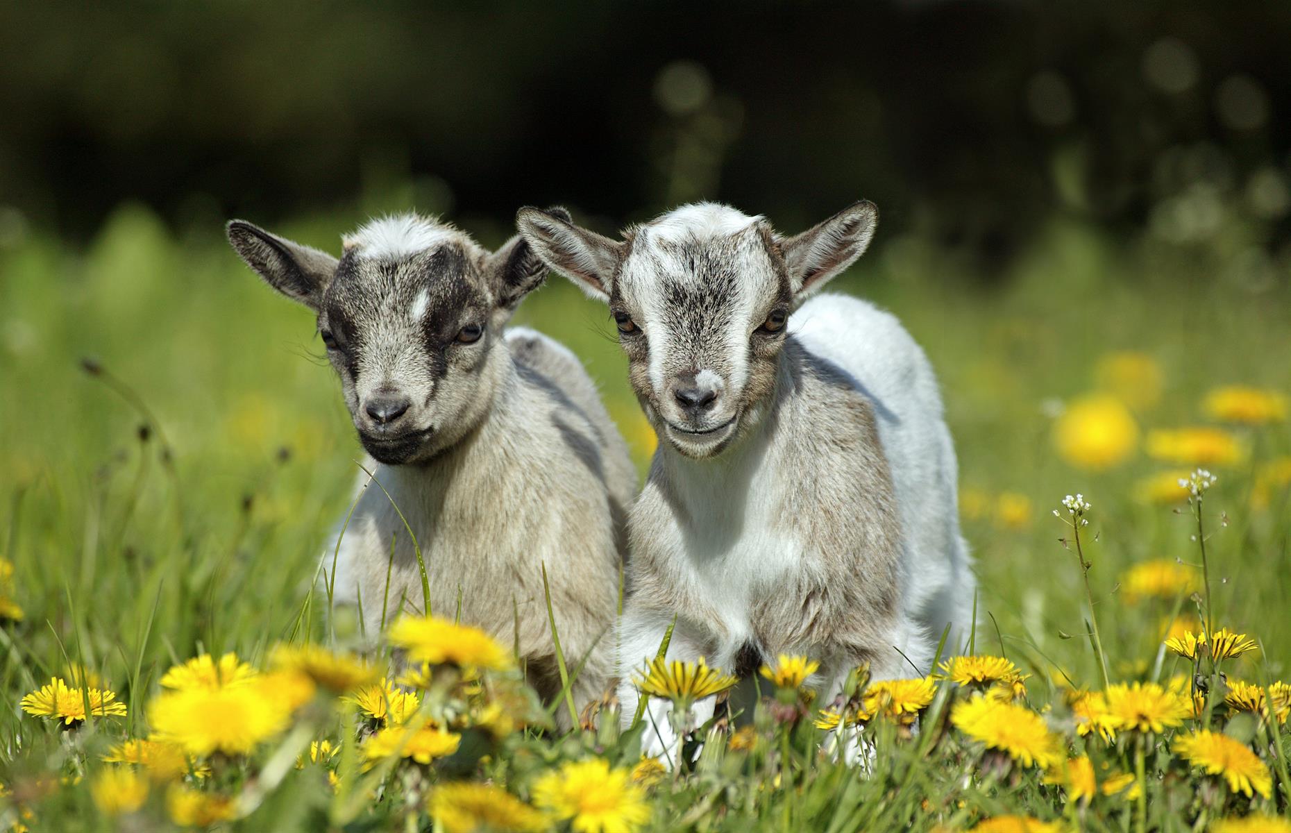 Pygmy goats speak with an accent