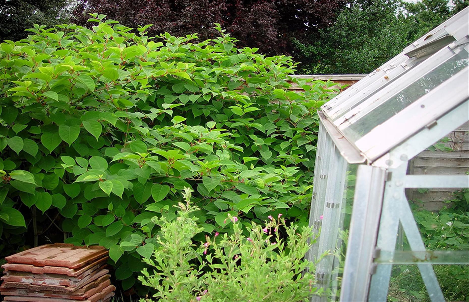 Japanese knotweed (Reynoutria japonica) 