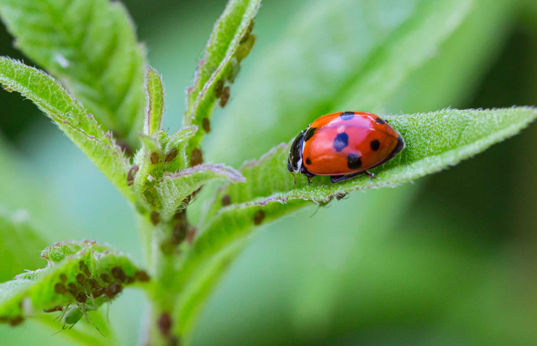 Aphids: treatment