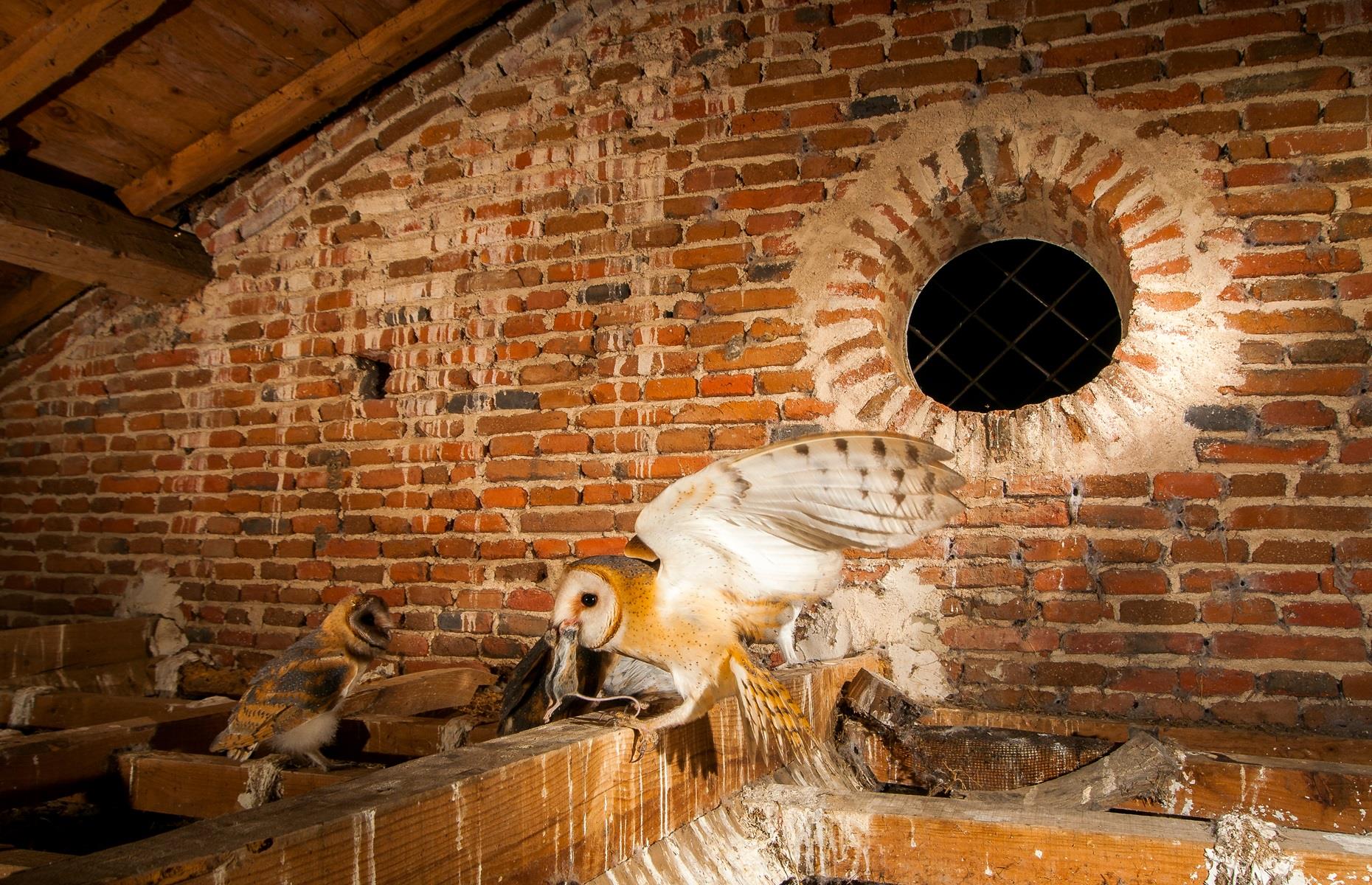 How to get rid of barn owls legally