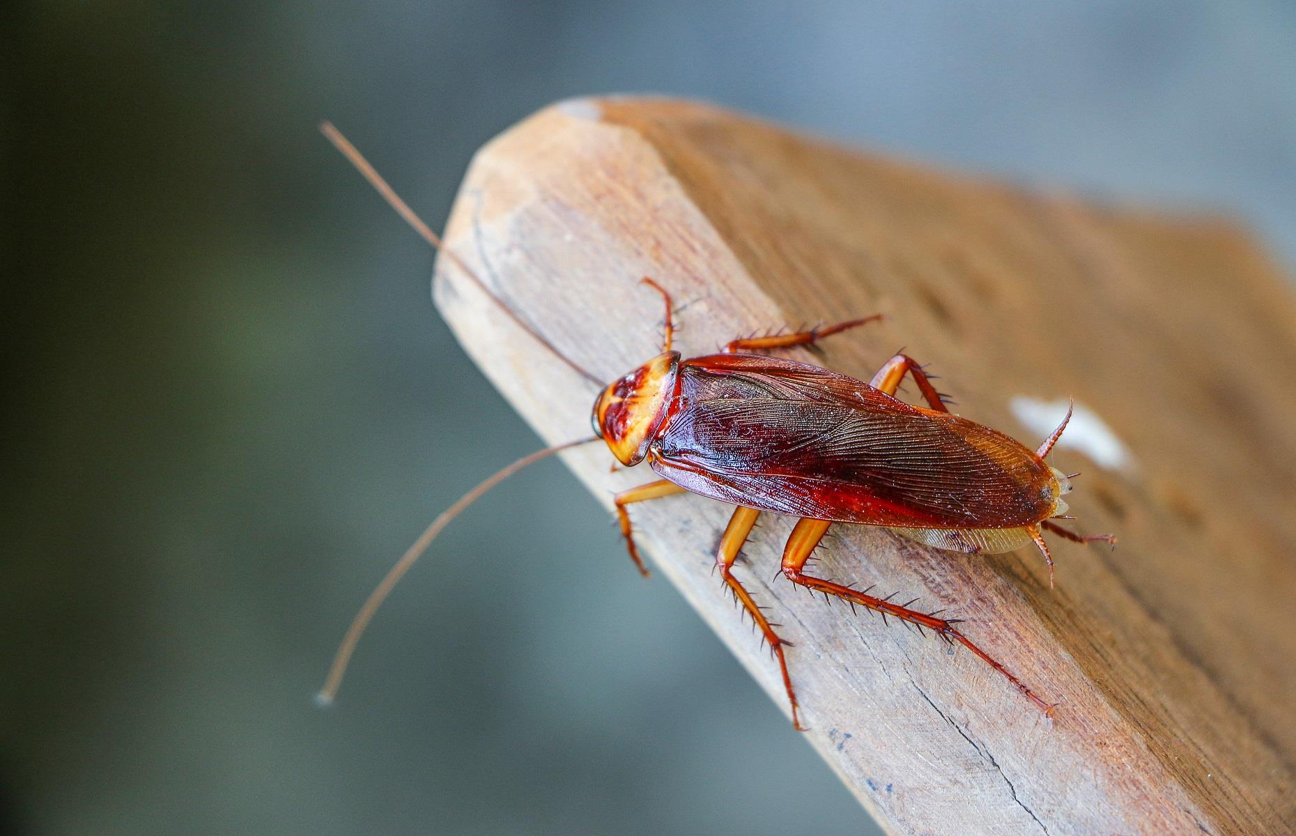 Household pest: cockroaches