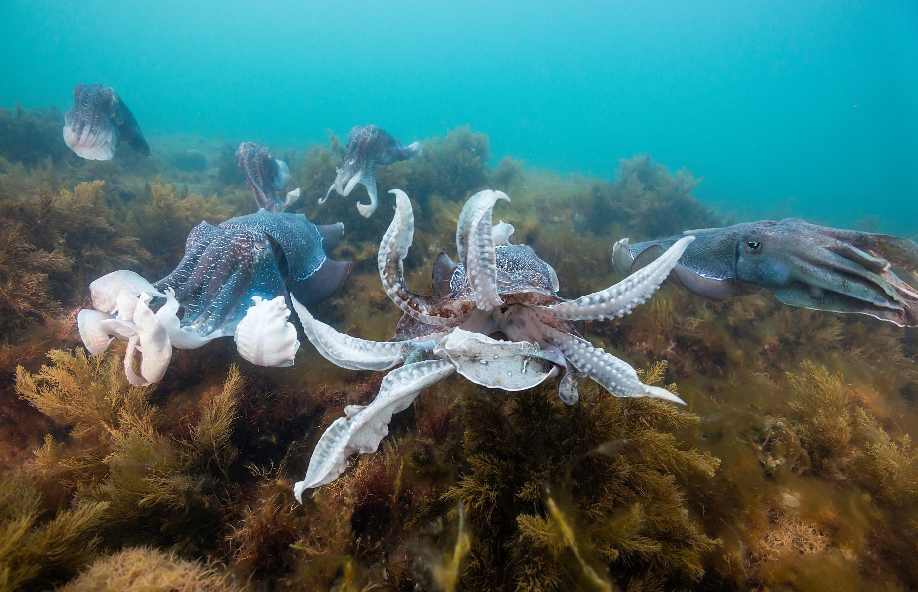 15. See giant cuttlefish mate, Whyalla, South Australia