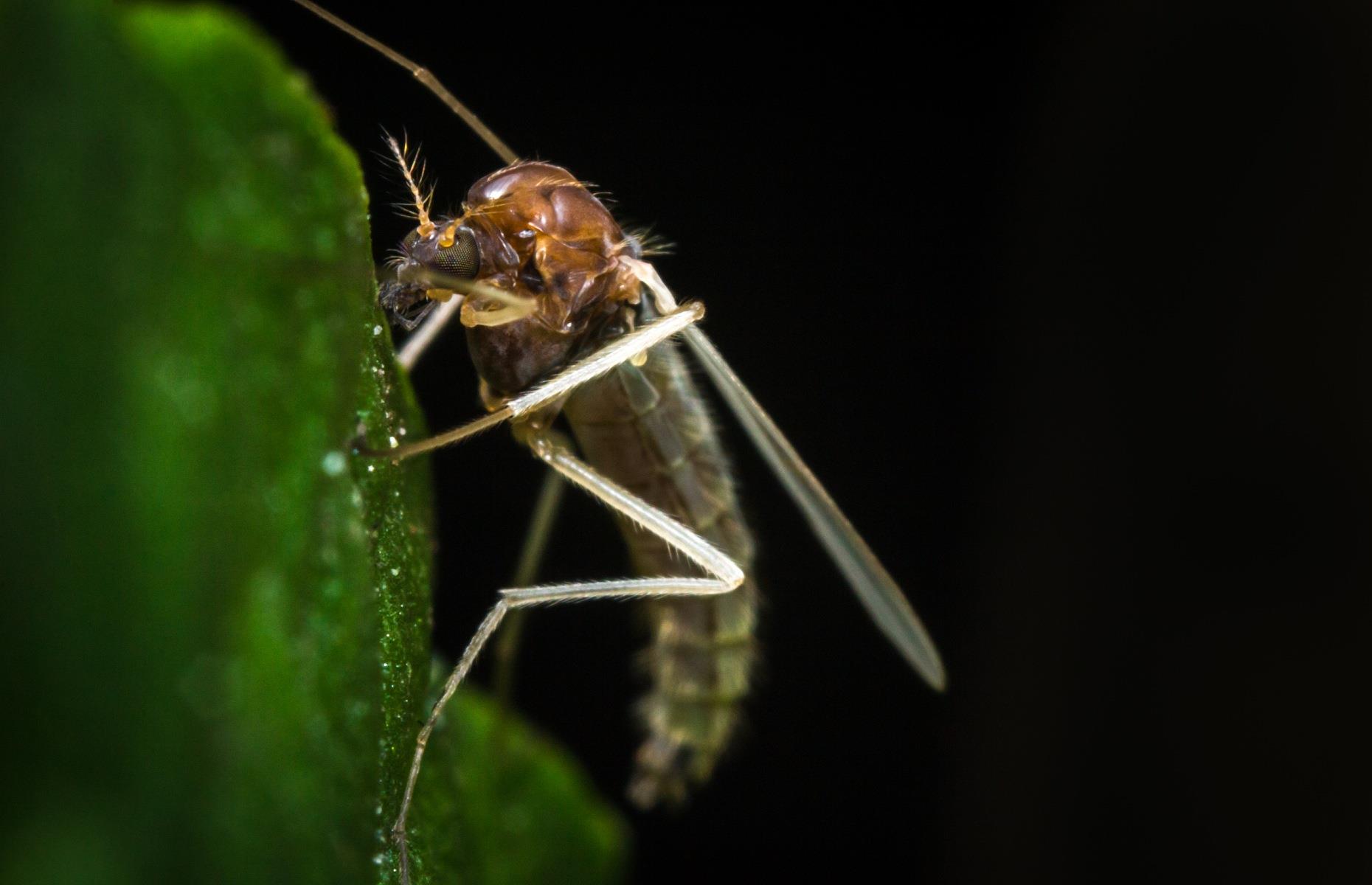 7. Sand fly