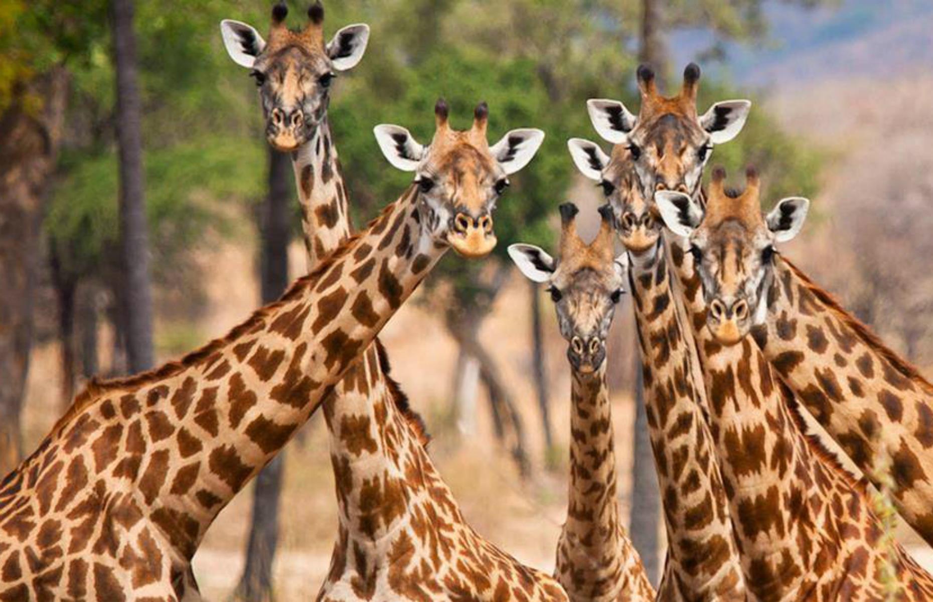 Adventures and group tours: giving back