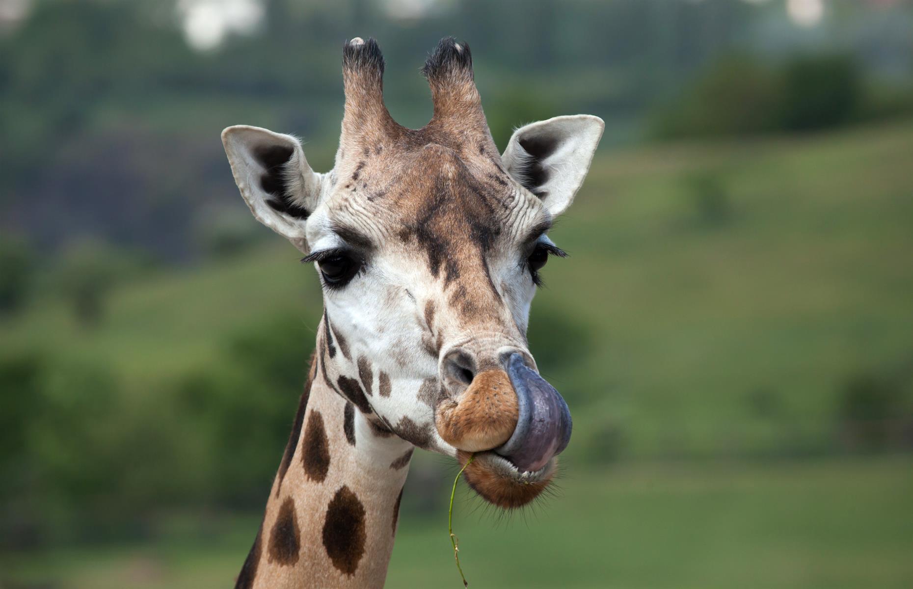 Giraffes have purple tongues