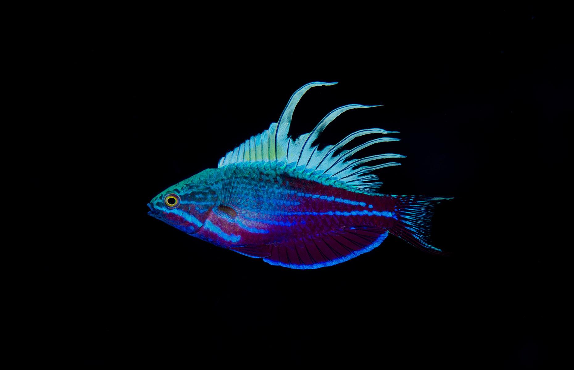 Blue flasher wrasse, Indonesia