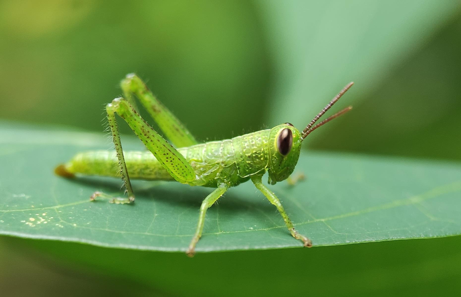Protected species: grasshoppers and crickets